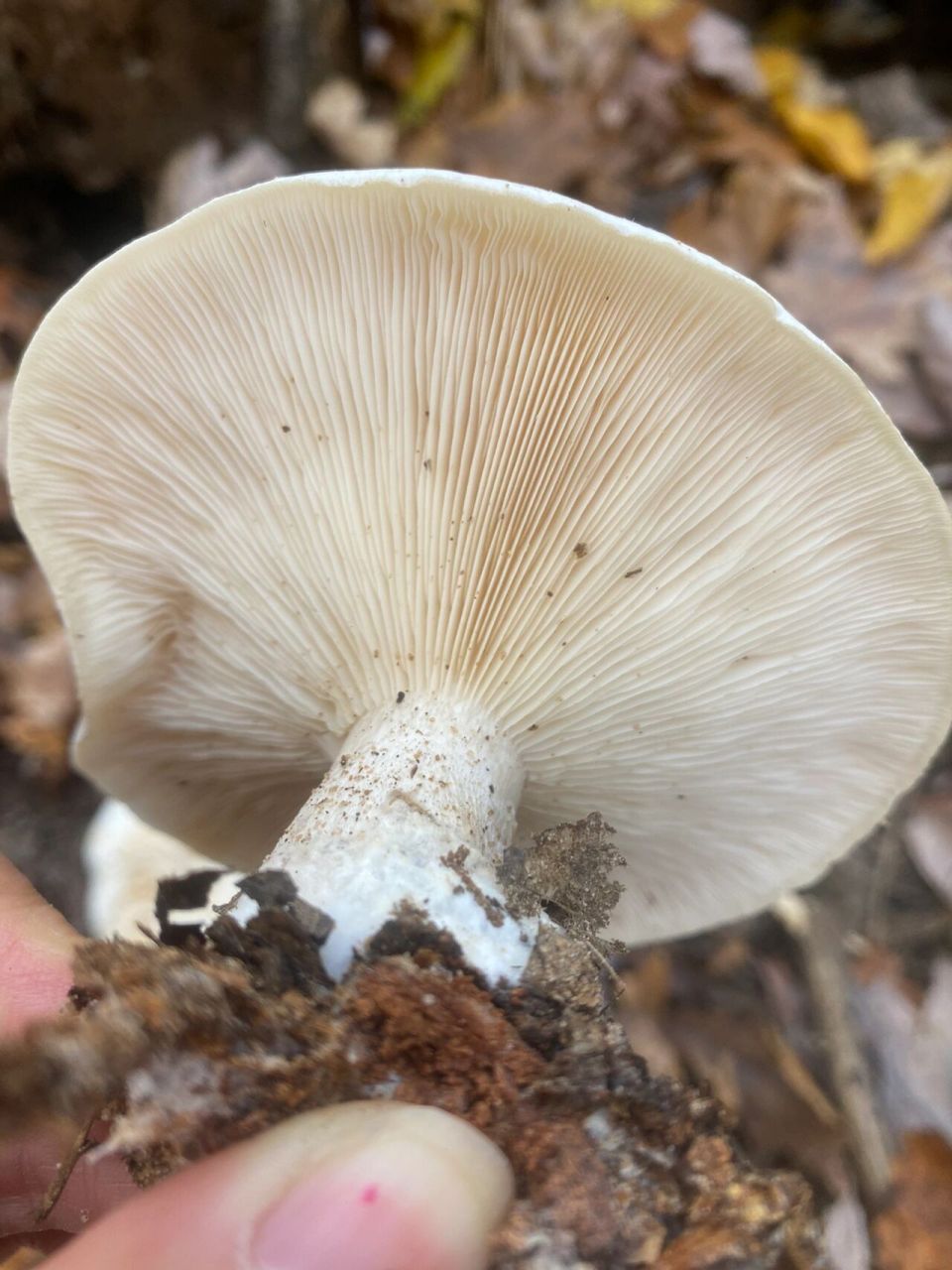 这又是啥?日本红菇?