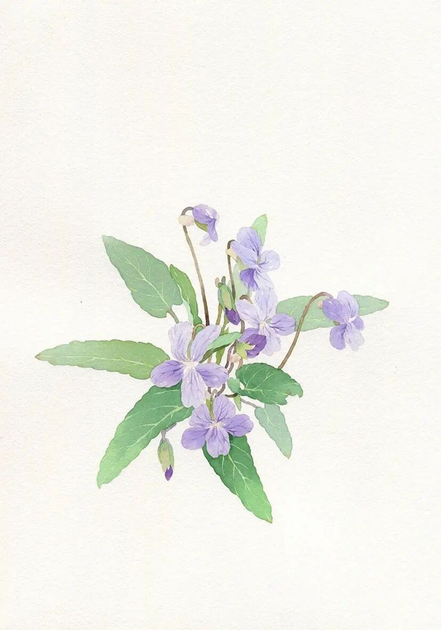 颜彩手绘|春天里的小野花,紫花地丁