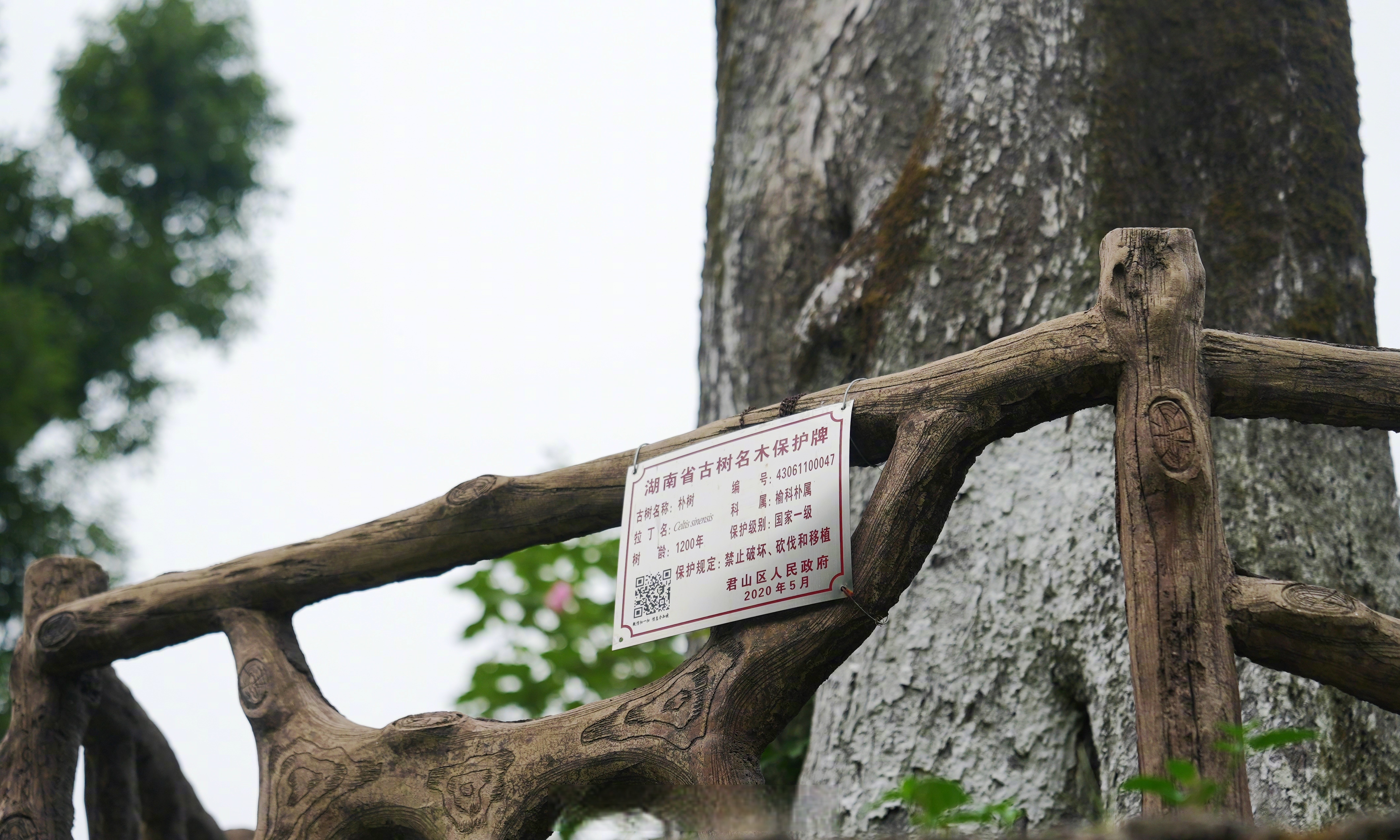 君山岛上千年朴树被居民奉为瑰宝 冬日的寒风让大朴树披上了萧瑟的