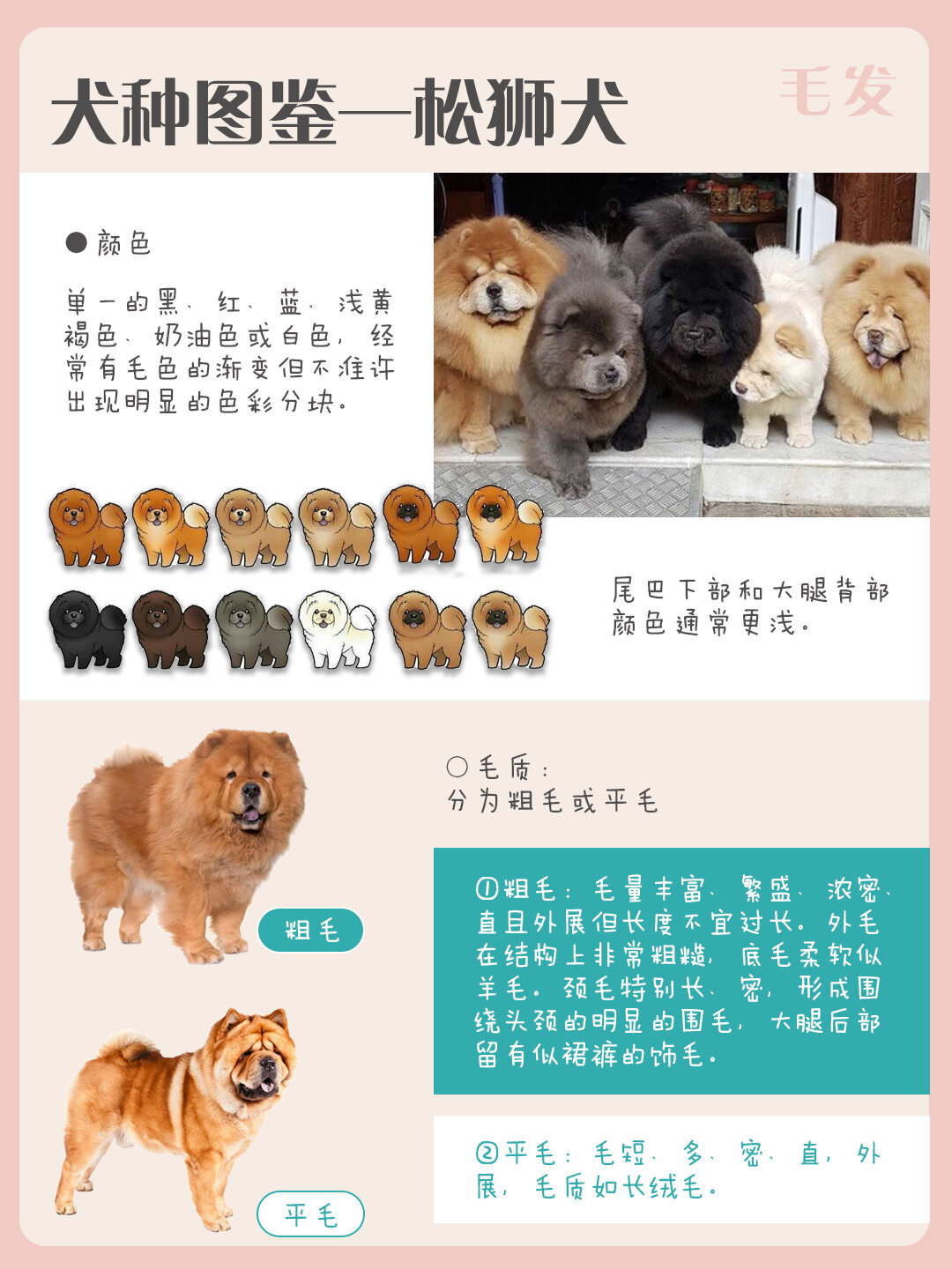 松狮犬智商图片