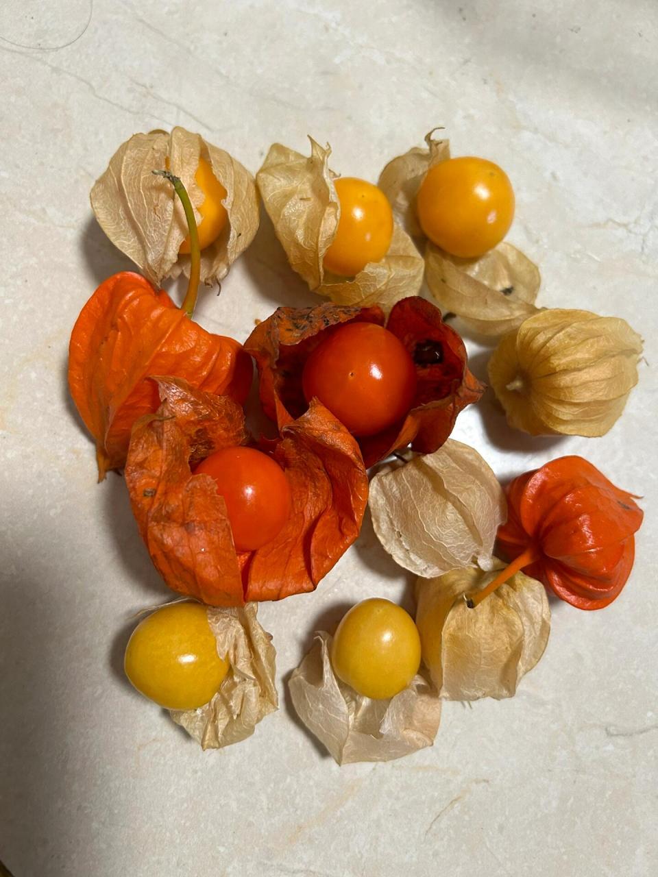 姑鸟 同时见到3种姑鸟 颜色由浅入深 味道由甜变苦 下火功效越来越强