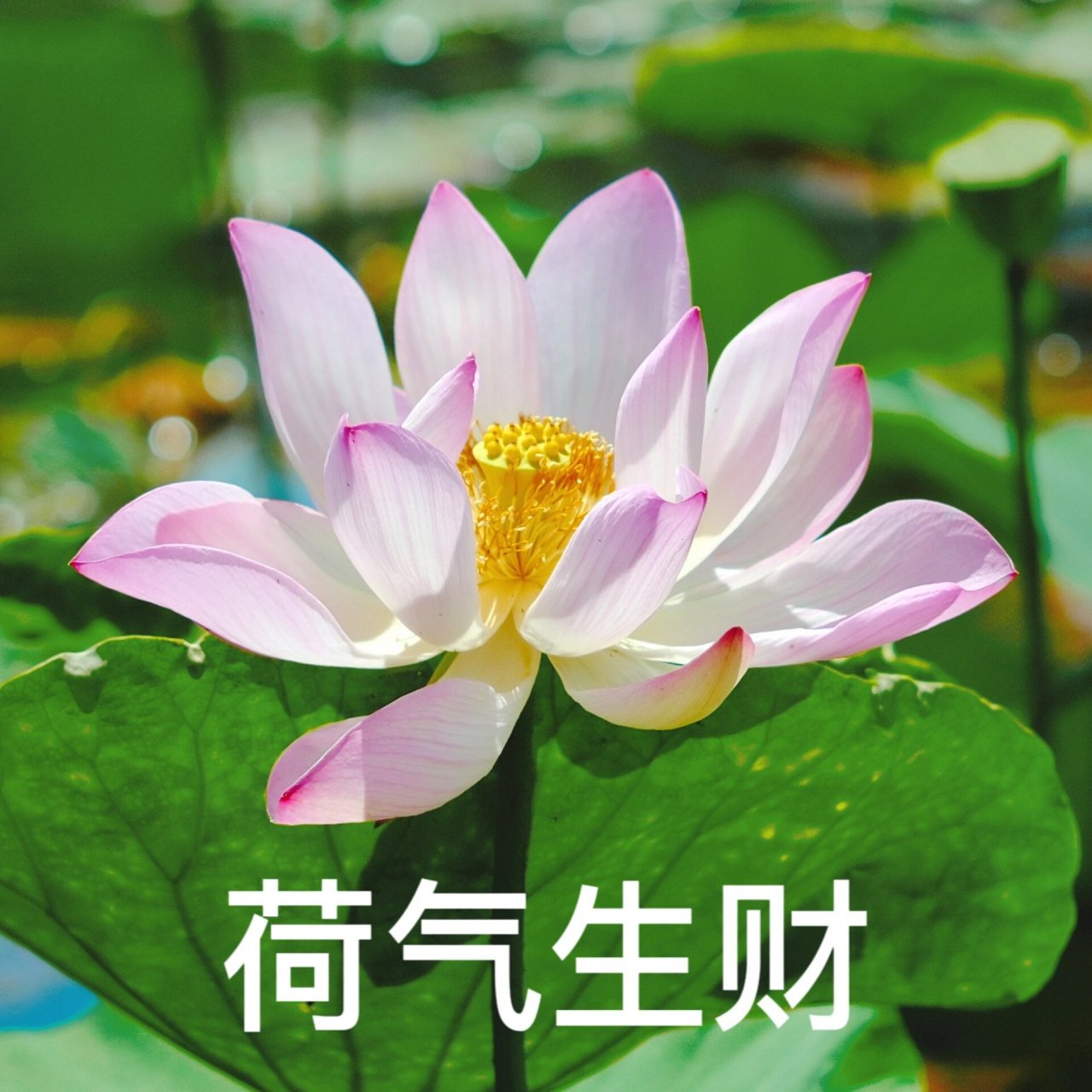 "妈,你有新的荷花头像可以换了" 一大波荷花头像正在来袭 花语世界的