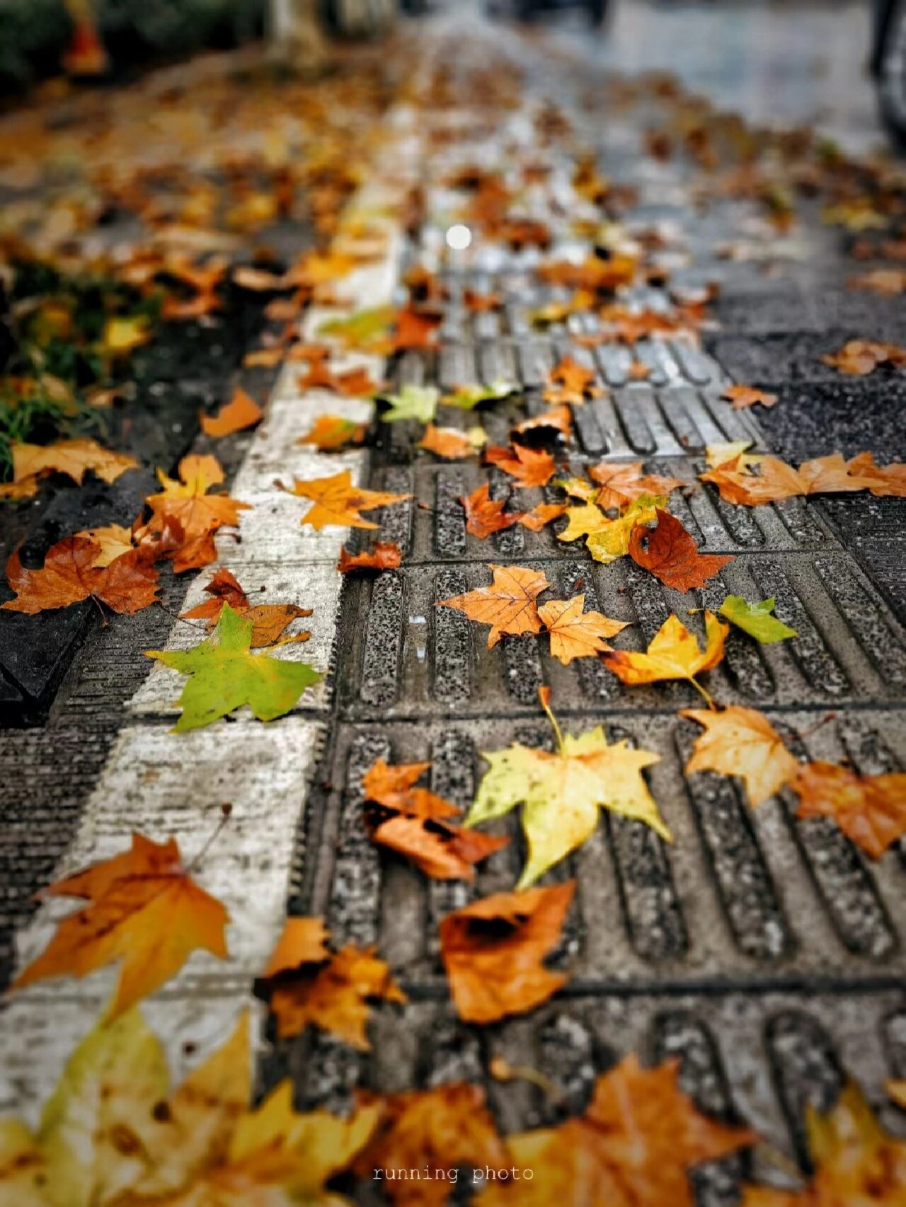 雨后落叶的常州街头 延陵东路秋天的浪漫.