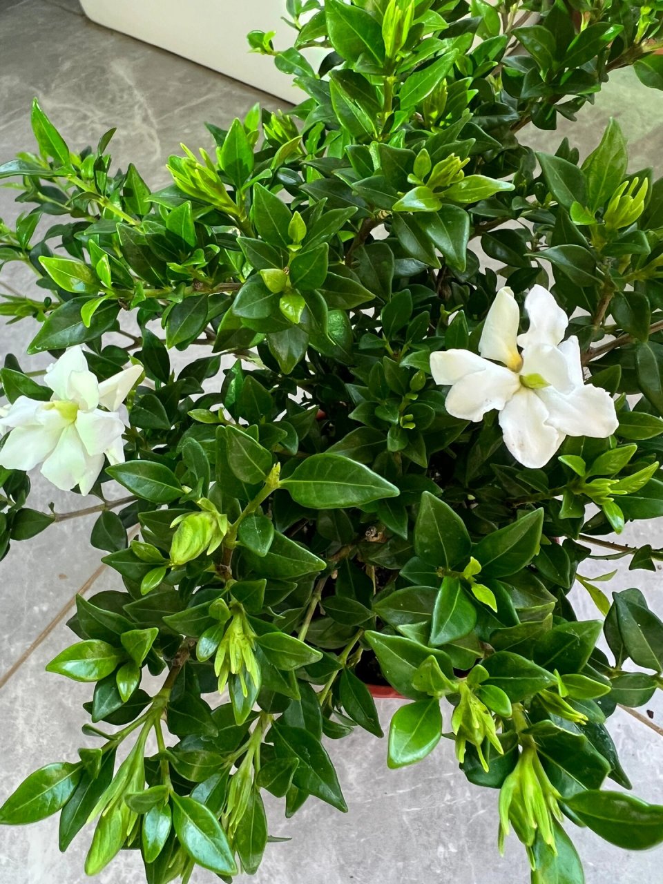 寿星栀子花 寿星栀子花,国内品种,南昆山系列,是目前叶子最小的重瓣