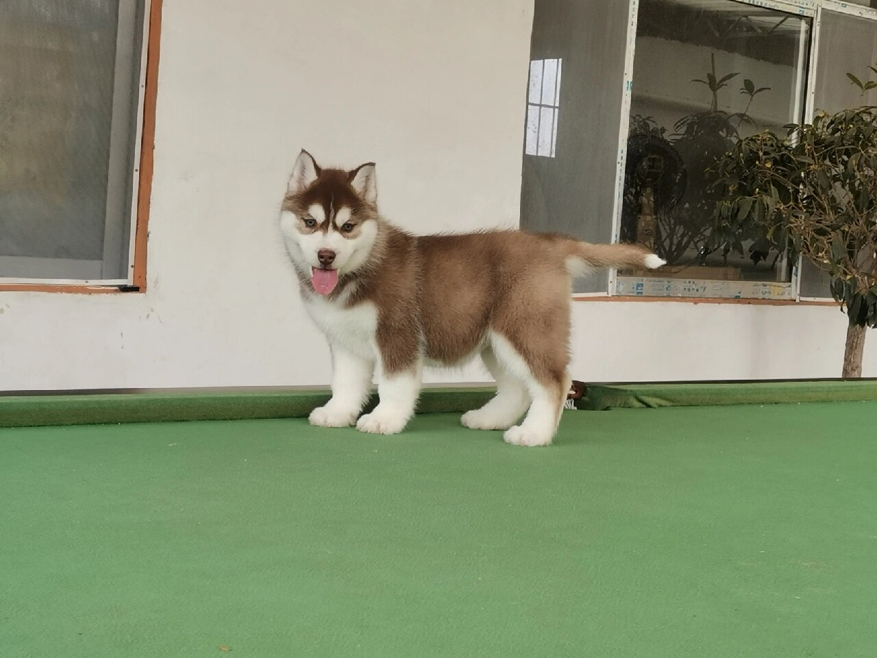 红棕色的哈士奇,你喜欢吗