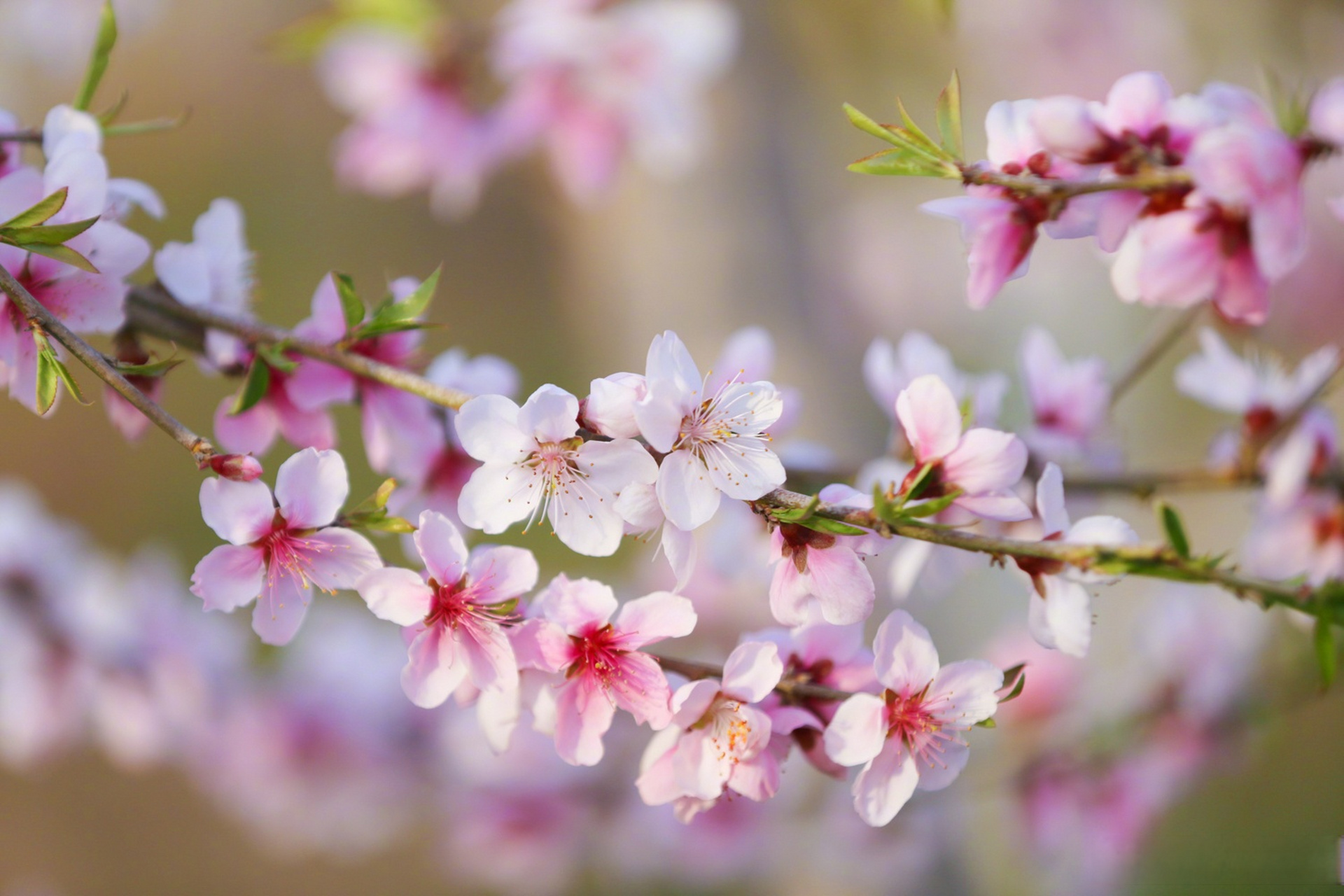春日限定壁纸上新#【#仲春赏花图鉴#】仲春时节,草木萌芽,绿意蔓延