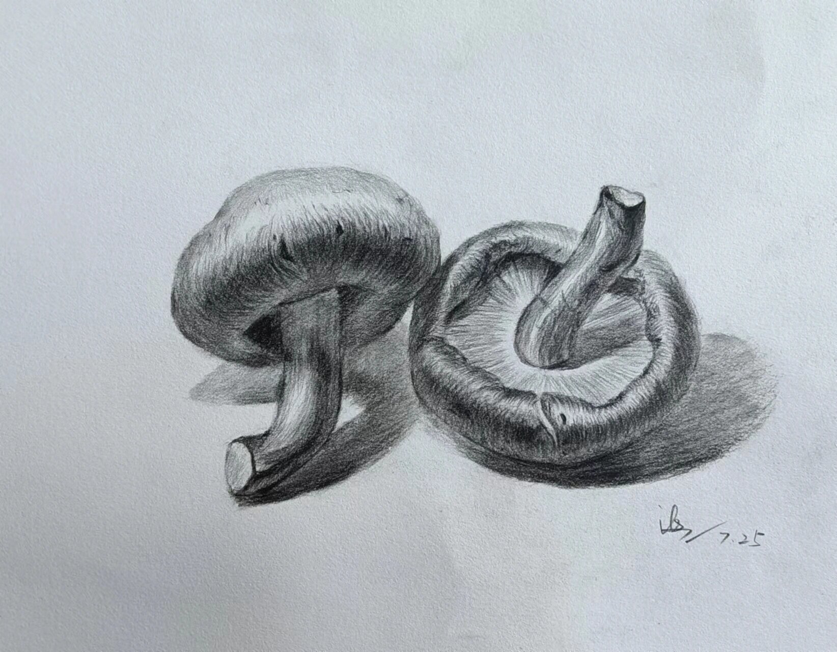 素描静物香菇绘画