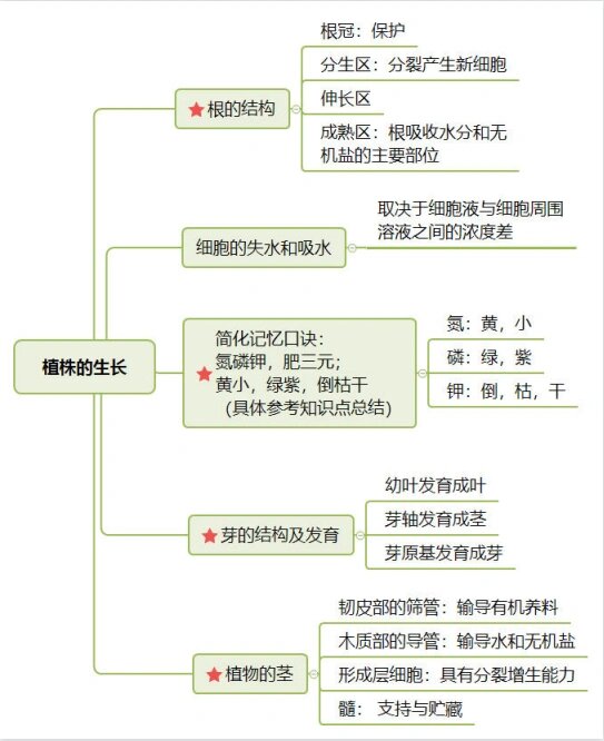 植株的生长思维导图