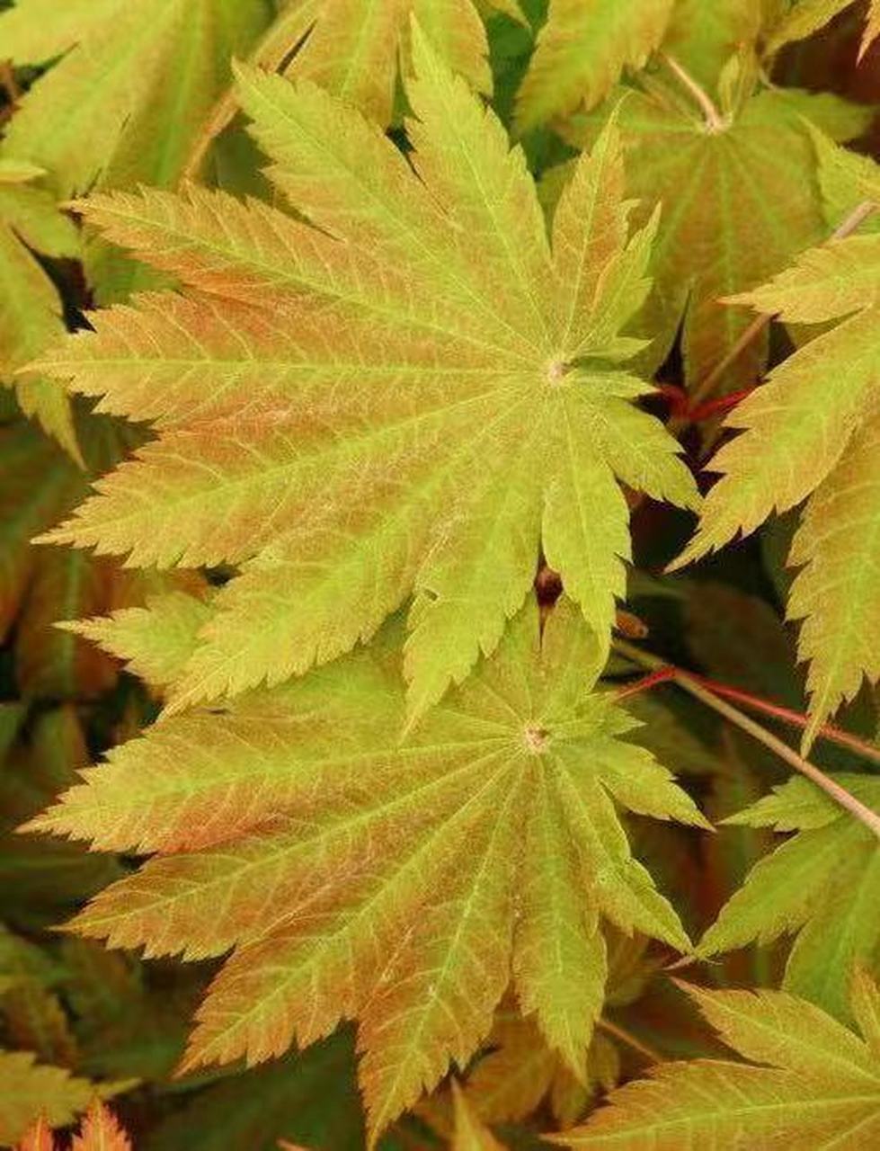 枫树品种介绍-葡萄叶 枫树品种:葡萄叶 拉丁文:acer japonicum viti