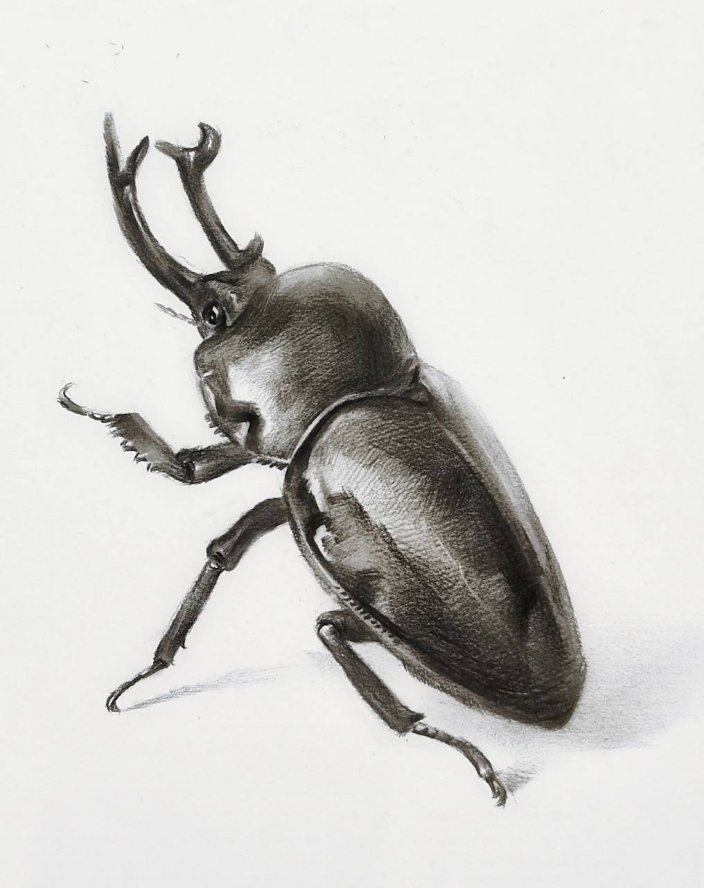甲虫素描绘画步骤