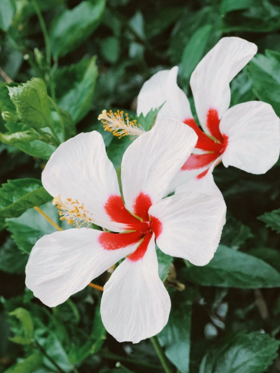 很少见的白色朱槿 02#花# #素材分享# #画画素材# #摄影日常