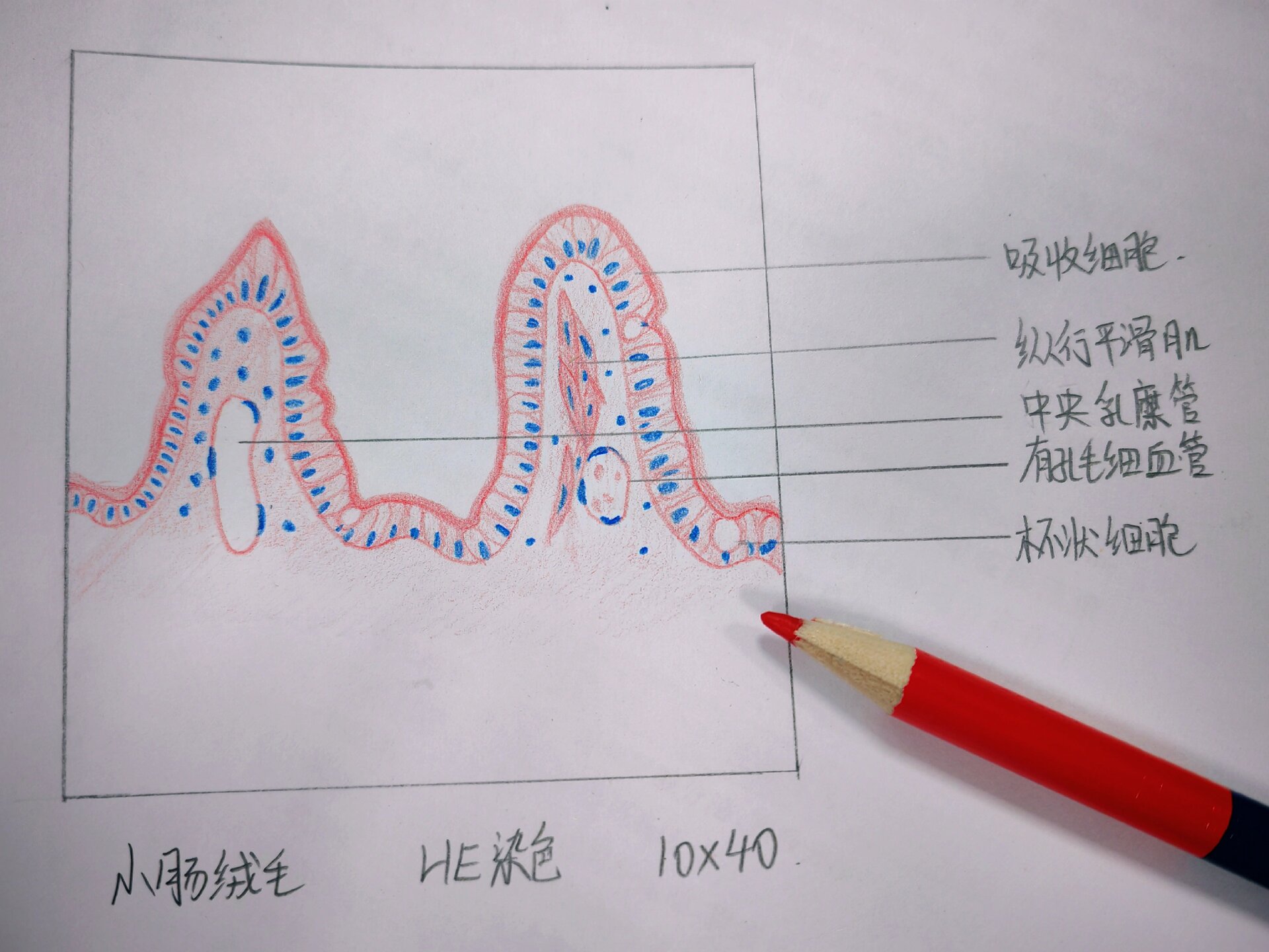 小肠绒毛结构图图片