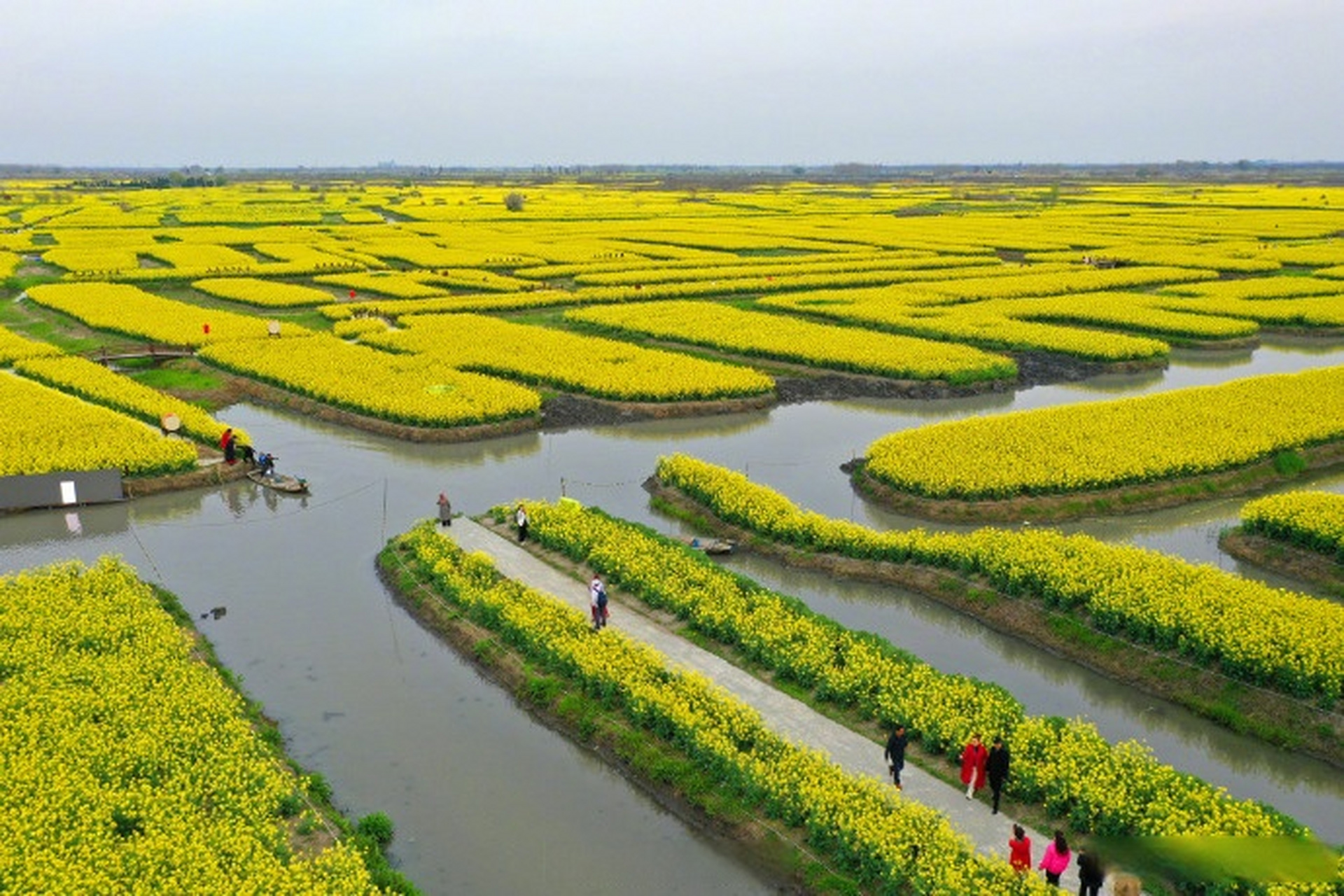 春和景明,江苏兴化千垛景区油菜花进入盛花期,形成"河有万湾多碧水,田