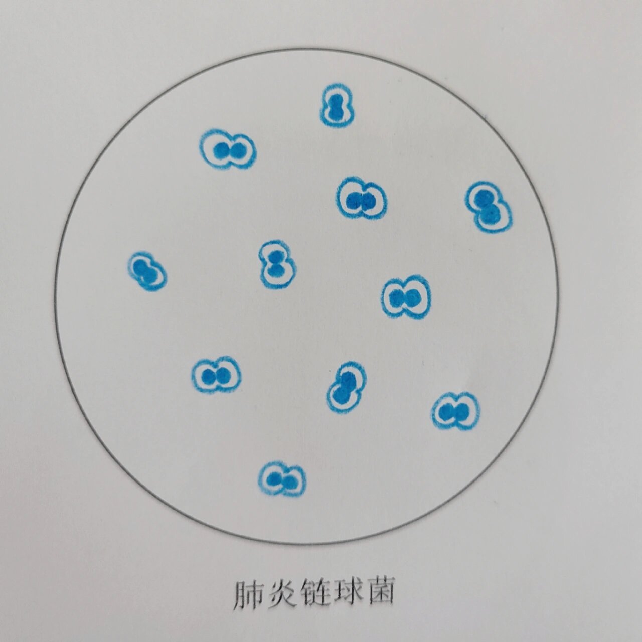 病原生物学与免疫学实验-红蓝铅笔绘图Ⅰ
