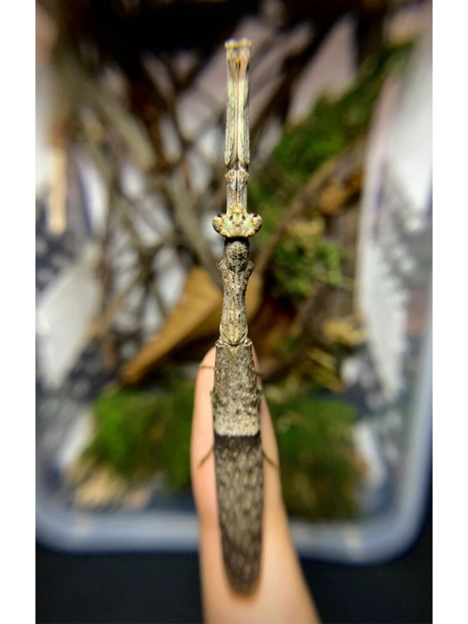 棍棍螳螂 产于西双版纳的中印枝螳,模仿树枝的样子,不太容易发现[害羞