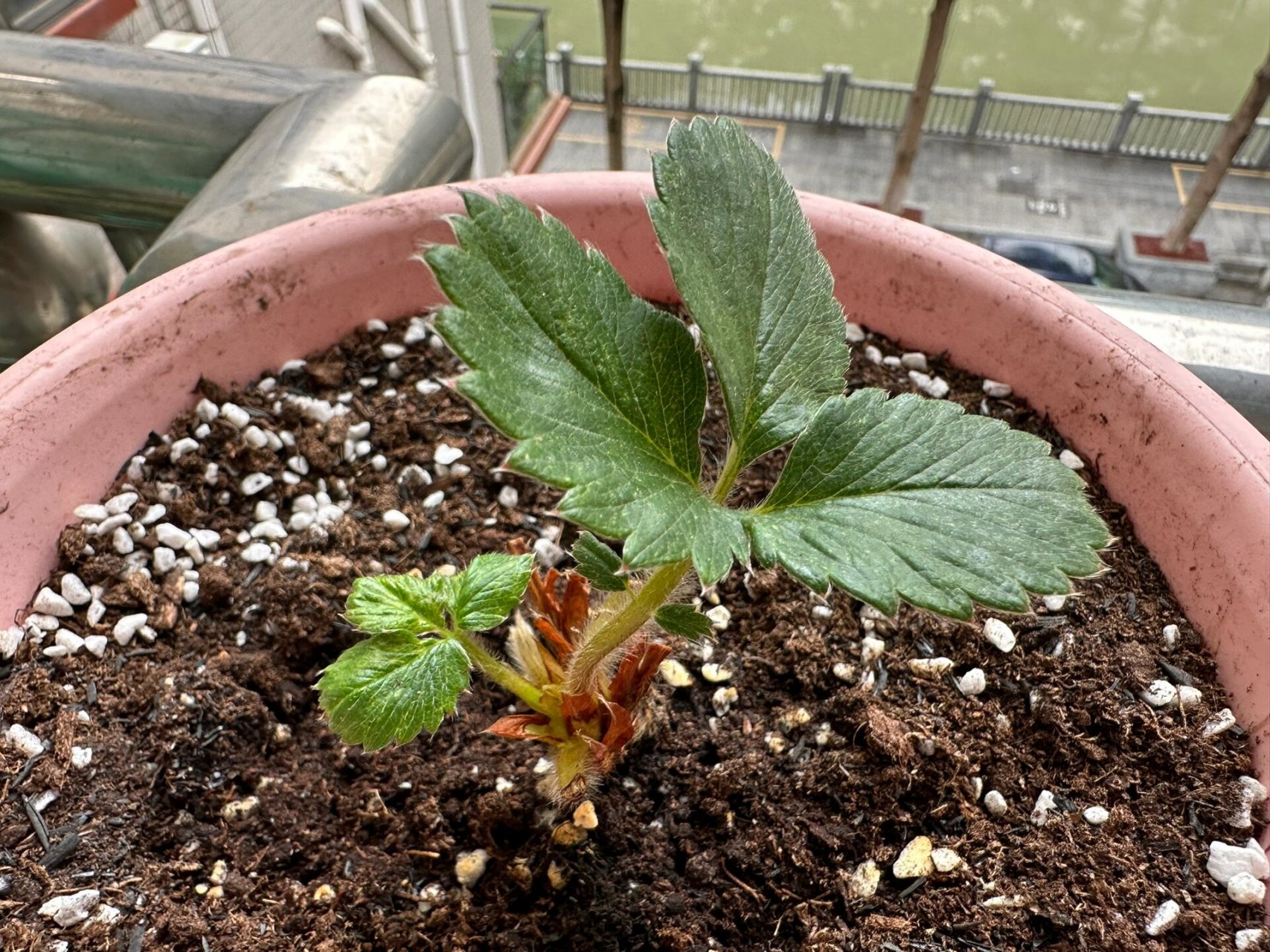 广东草莓缓苗 新芽僵苗不长了 我该在浇水那天顺便打药吗?