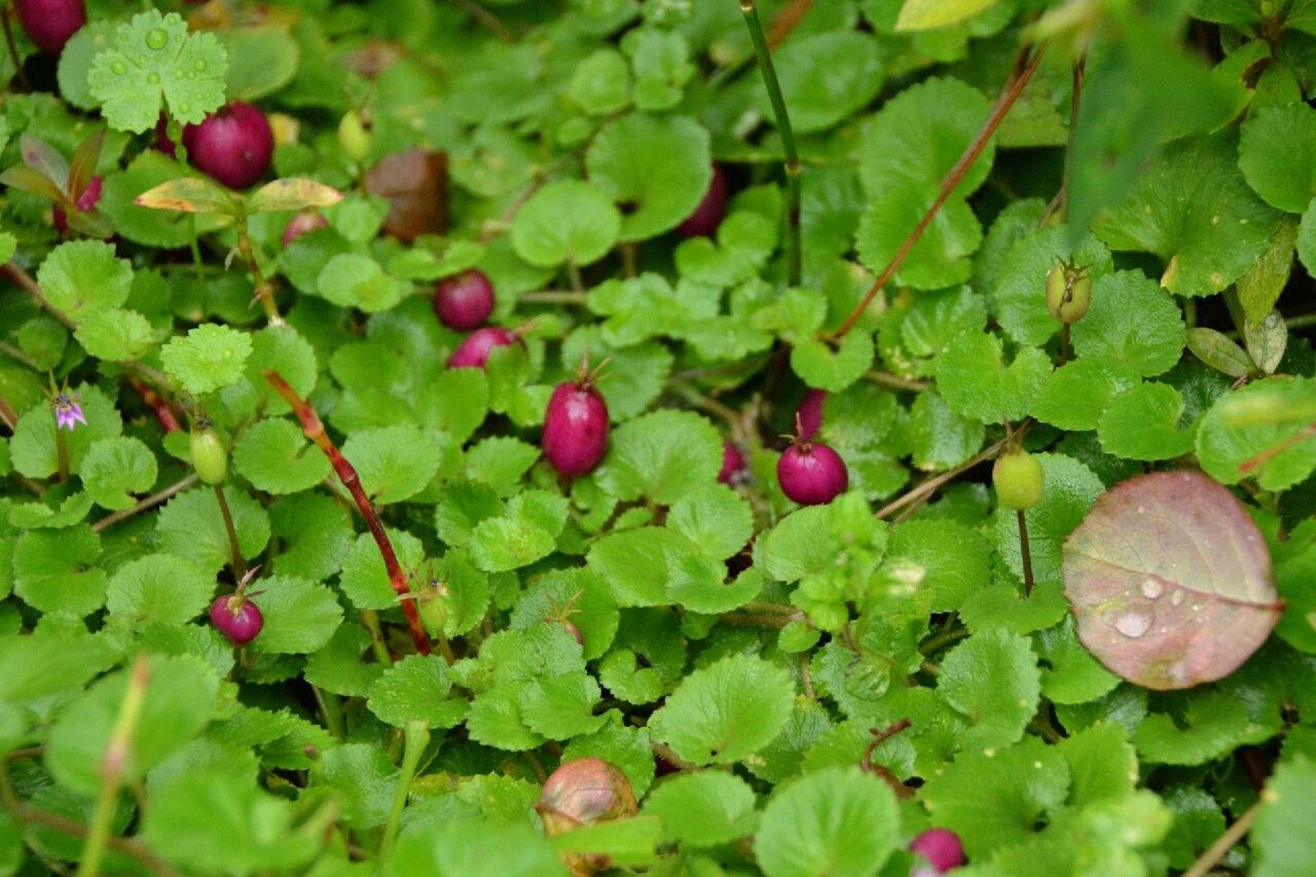 铜锤玉带草:我有小铜锤,捶在你的审美点上 这是"缙云山物种科普系列"