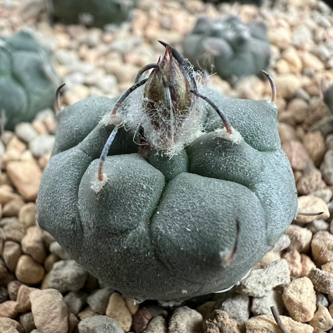 [仙人球]冬云 又双叒是娇丽的一款,不过是大型球 皮色皮质真的好爱