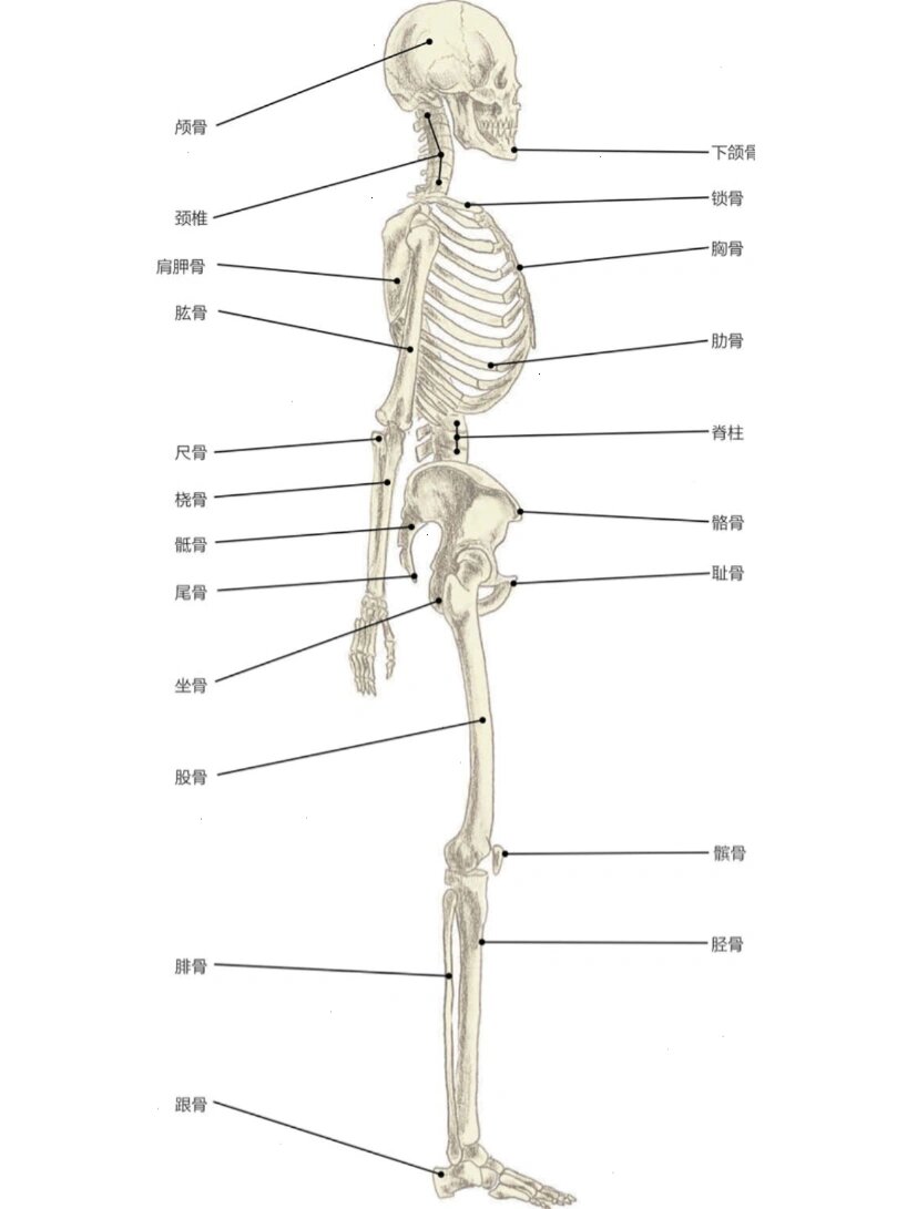 🔸人体共有206块骨