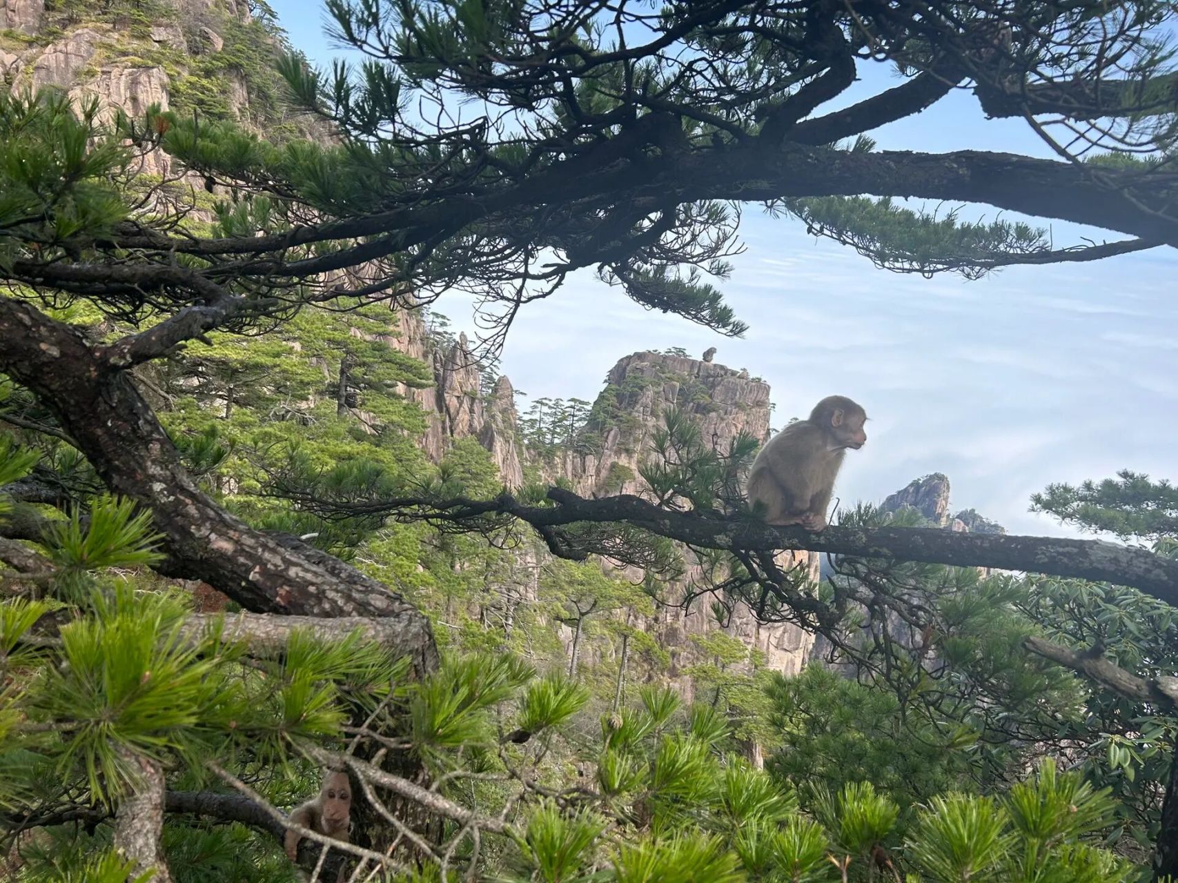 "猴子观海"是黄山著名的景点,这里的"海"指的是"云海.