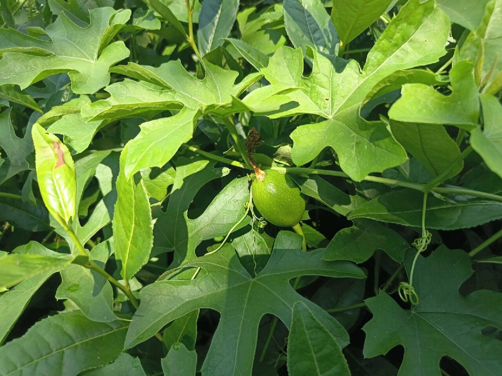 野生天花粉植物图片图片