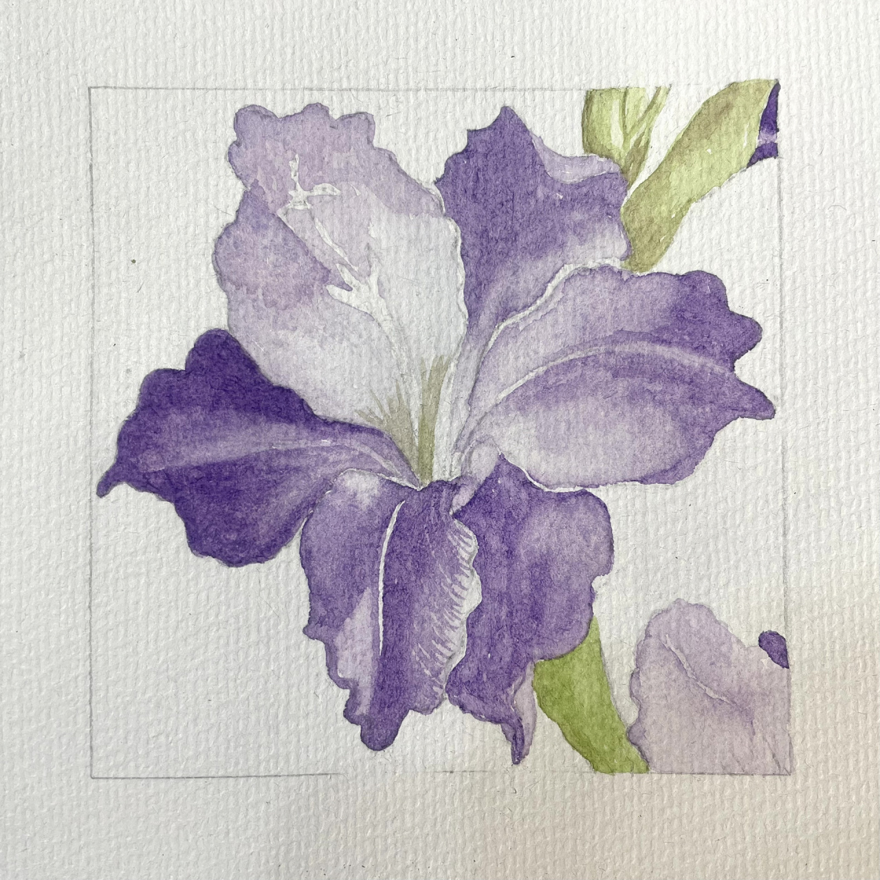 马兰花手绘|水彩花卉