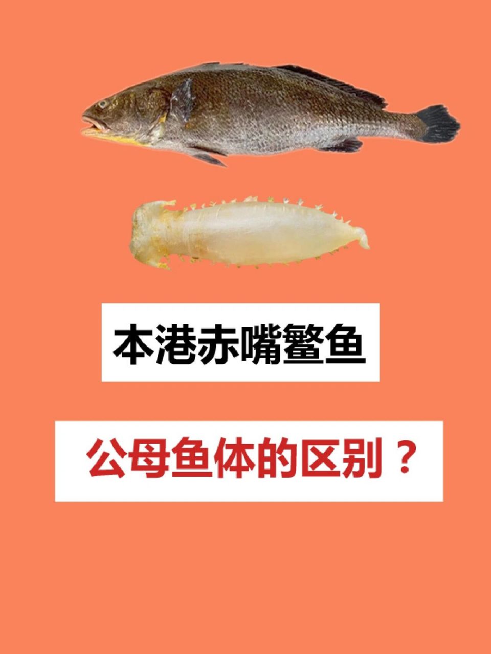 本港赤嘴鳘鱼的公母特征区别 大家好,经常有粉丝发
