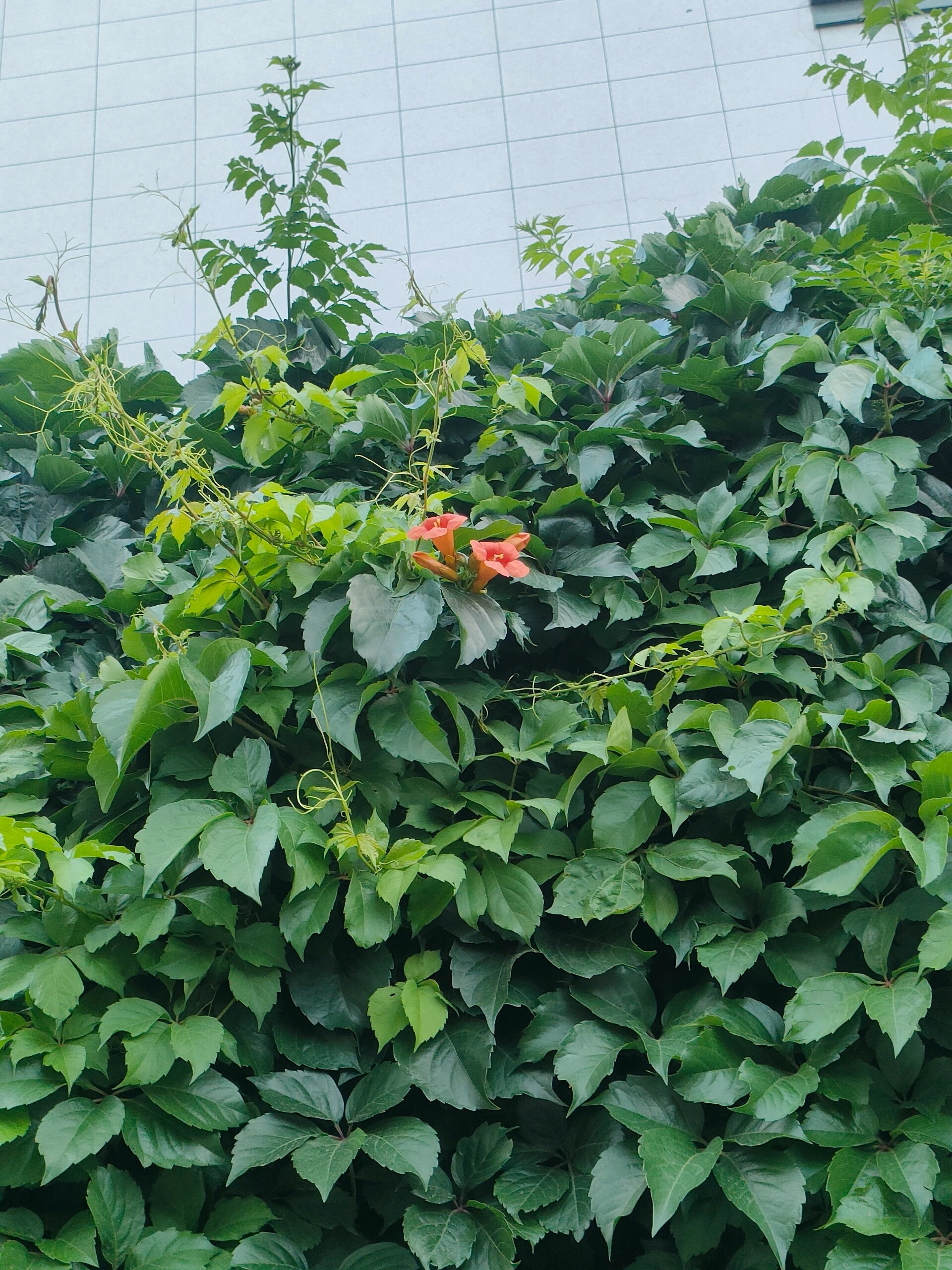 爬山虎会开花吗图片