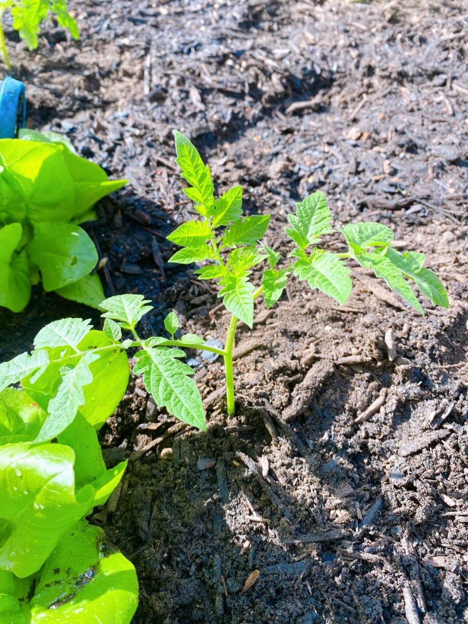 番茄移栽的方法和要点 自从那一篇笔记记录春播的开始到现在整整两个