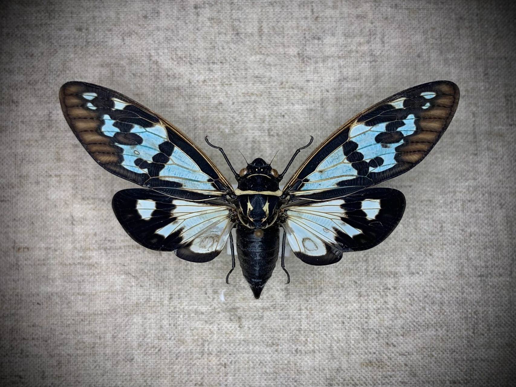 标本分享～蓝绿色景洪彩蝉 蓝绿色的没办法直接烘干,会褪色,阴干的久