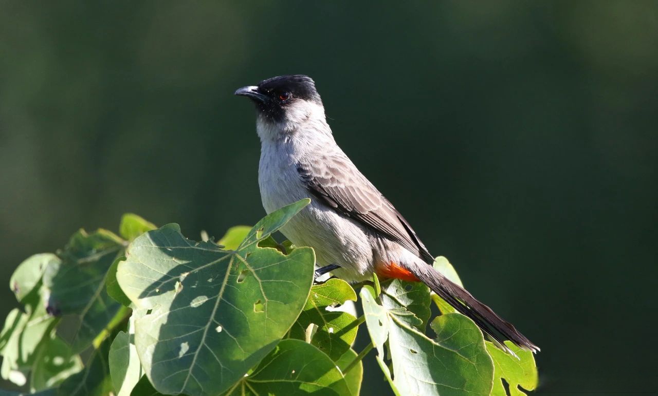守护深圳图书馆里的鸟宝宝# 【科普 | 白喉红臀鹎鸟类介绍】白喉红臀
