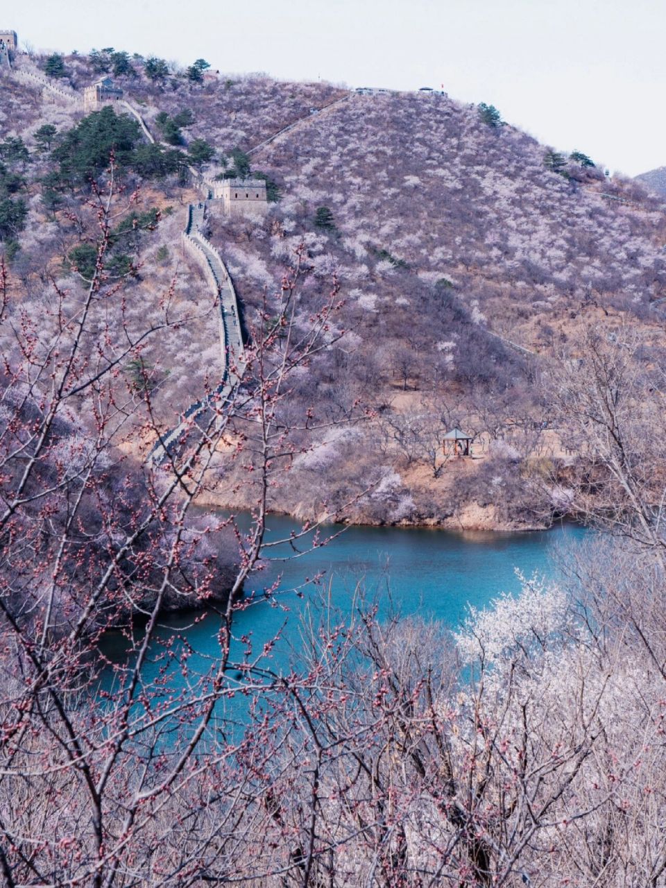 黄花水长城 桃花图片