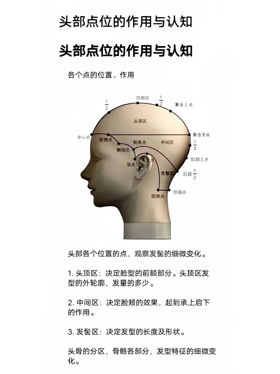 美发教程头部点位的作用头部分区基础 头部各个位置点 决定着发型的