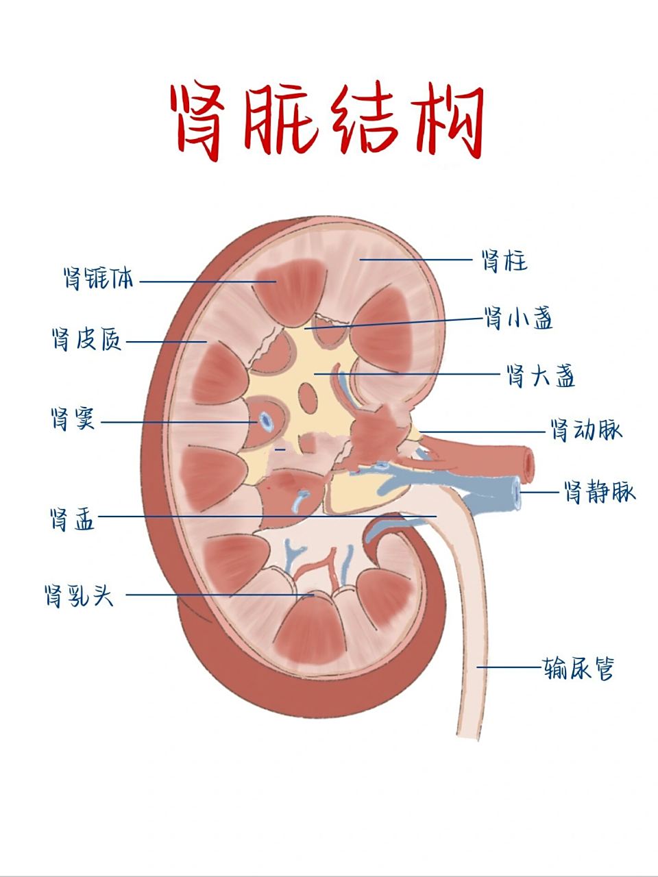 医学生笔记94肾脏结构 泌尿系统开始啦 99肾单位:肾小体和肾小管
