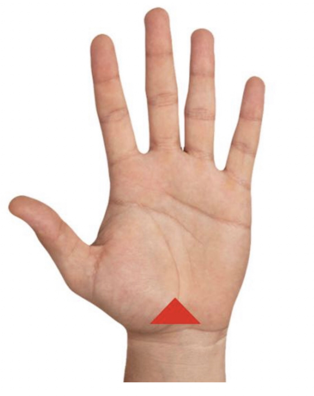 泌尿系统的反射区 1, 如果出现一个独立的三角纹,代表心脑血管淤堵; 2