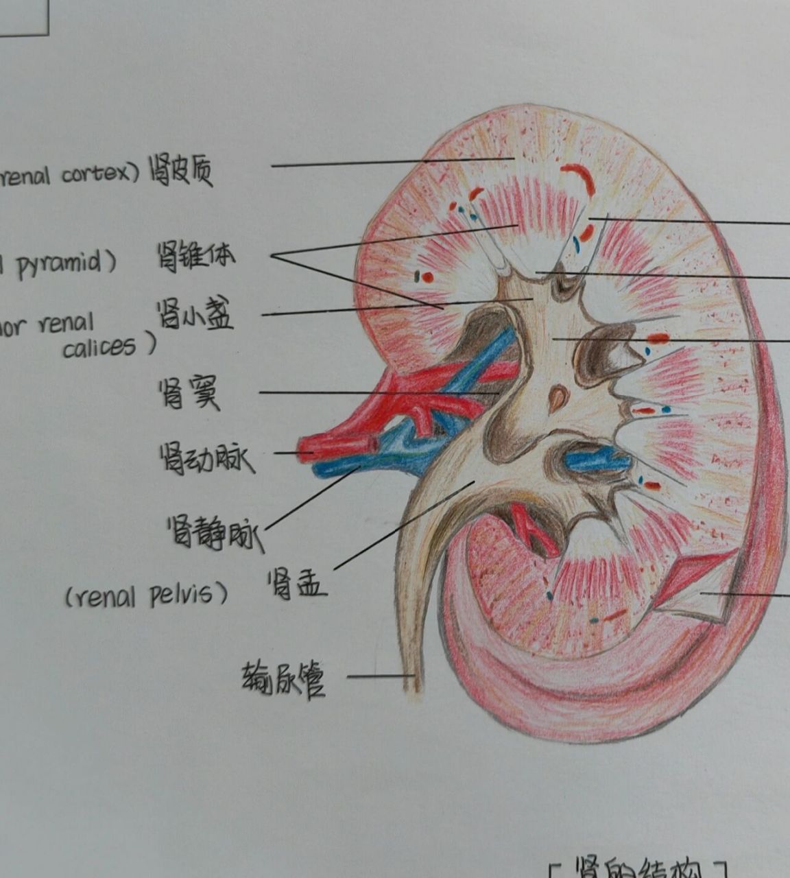 肾单位的简笔画图片