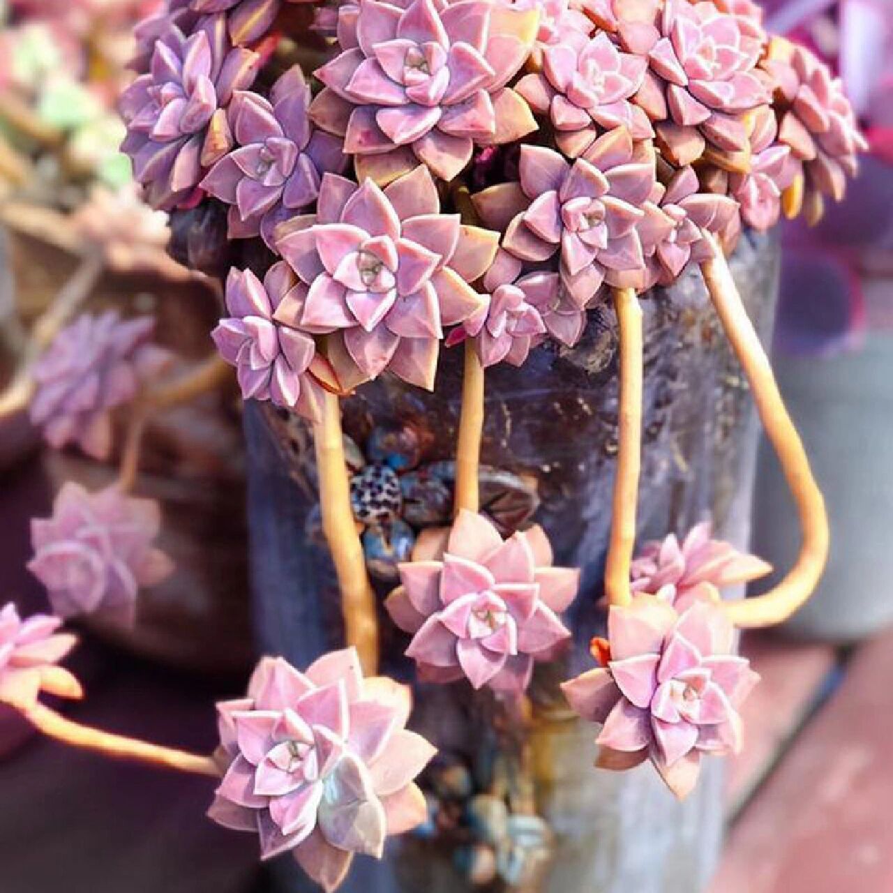 96每天认识一种多肉949896阿伦培 景天科,风车草属的多肉植物