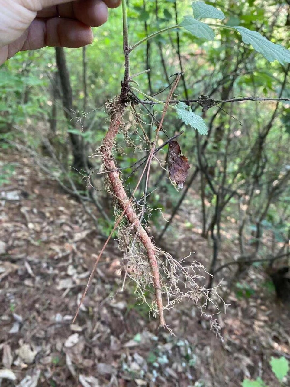 野生丹参植物图片图片