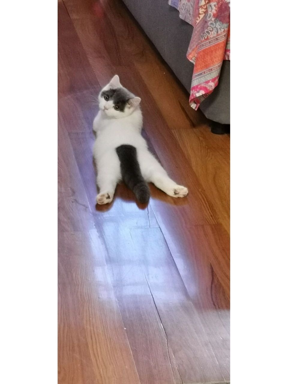 净梵猫真的很漂亮