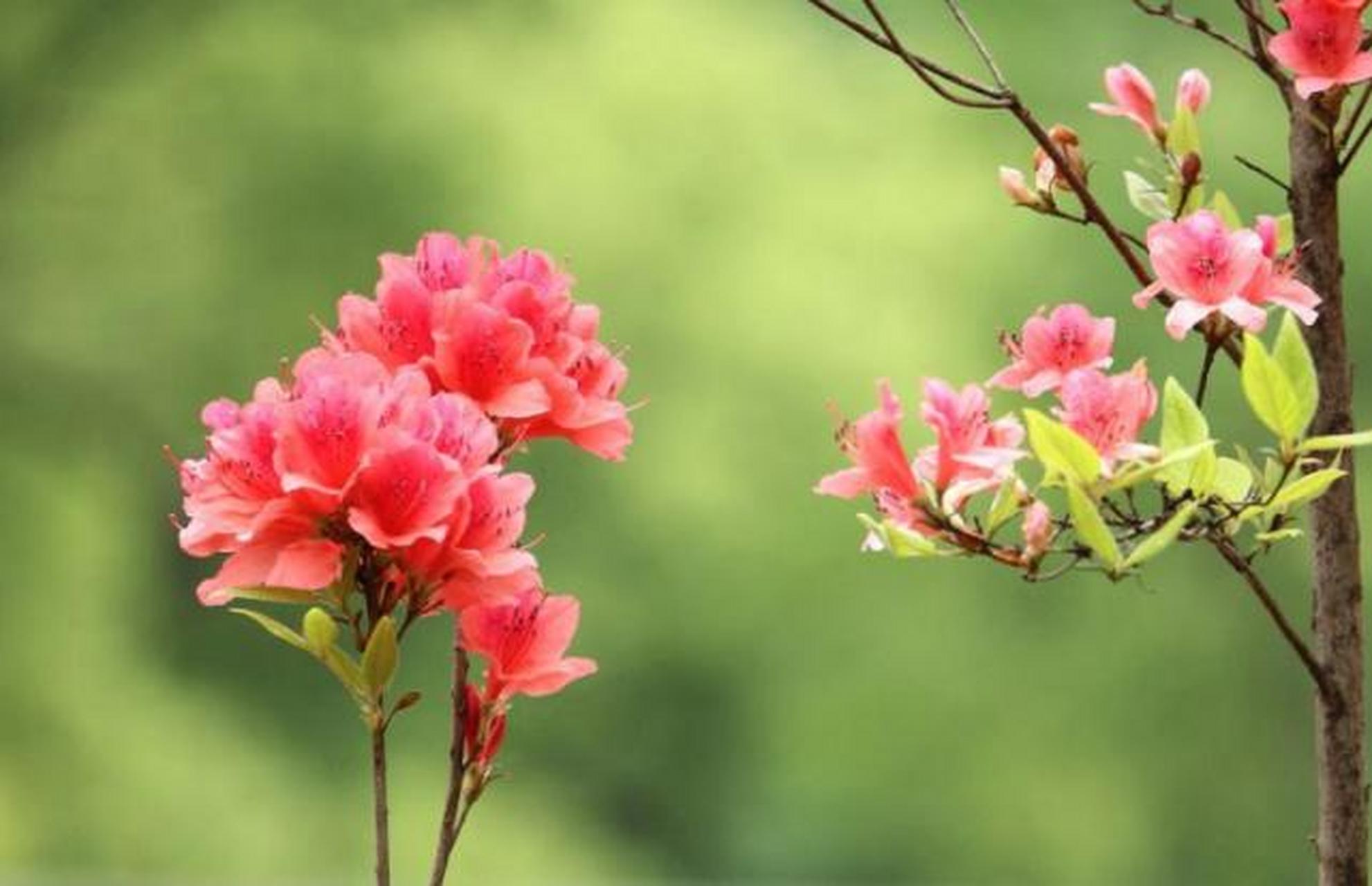 《宣城见杜鹃花》 李白 〔唐代〕 蜀国曾闻子规鸟,宣城还见杜鹃花