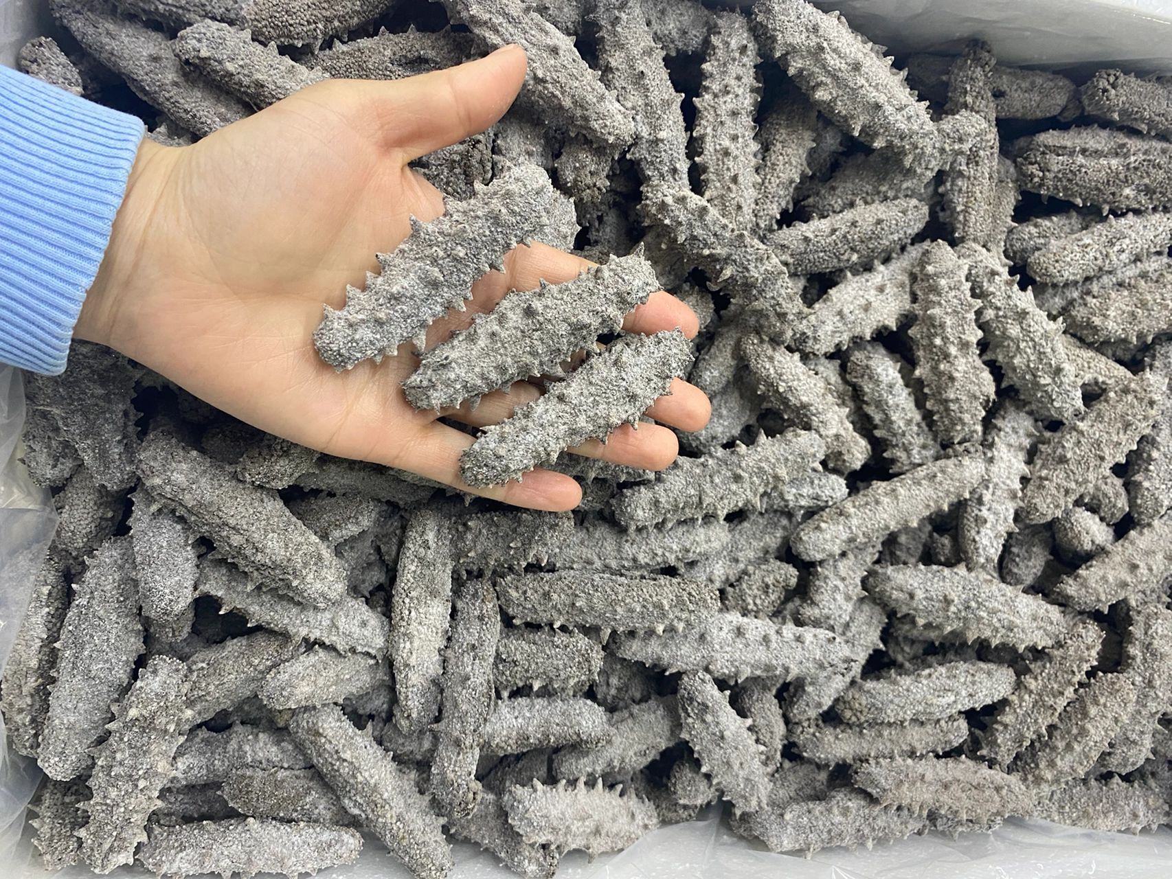 盐干海参,这还不够明显吗?