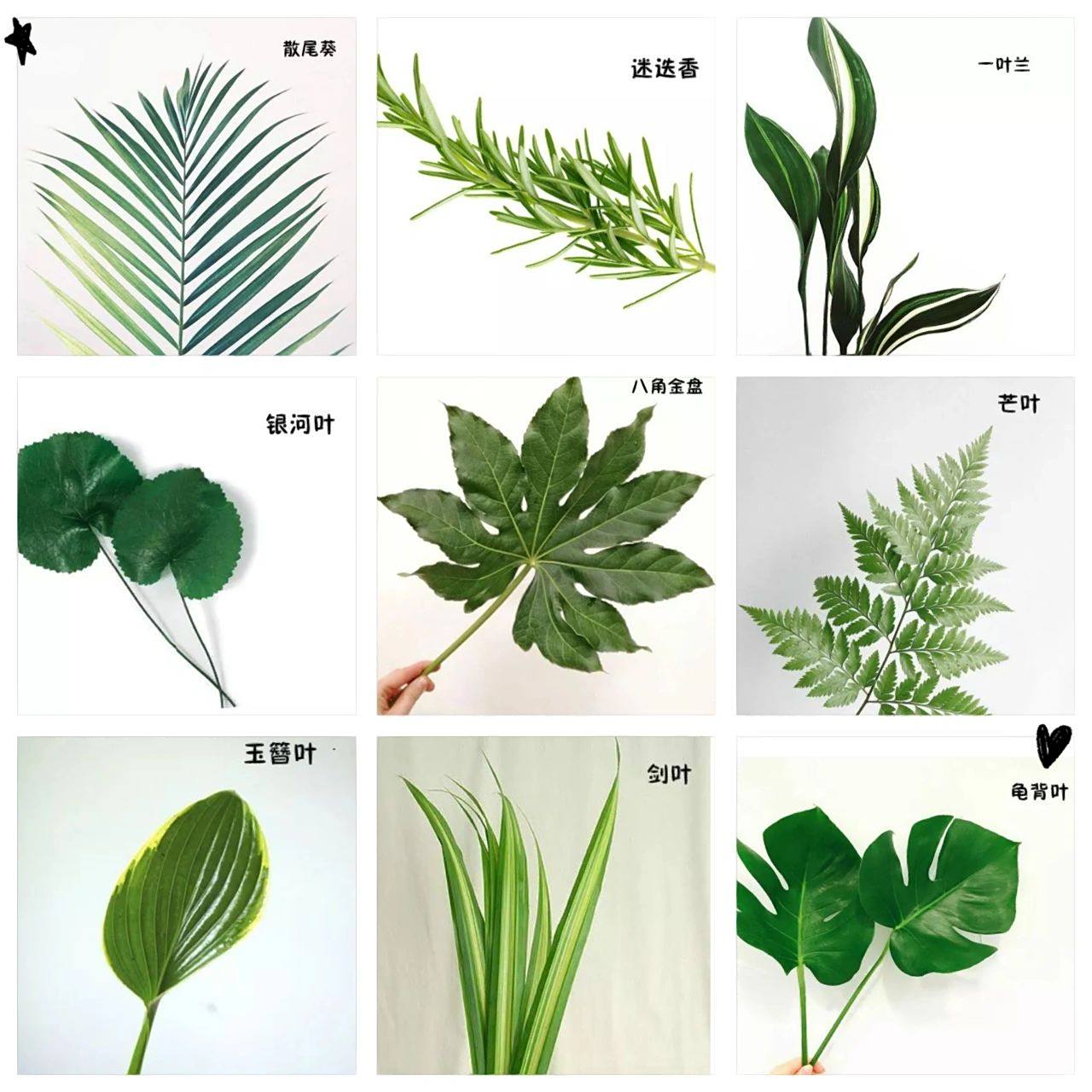 告别"花痴",81种·插花常用叶材值得拥有 插花常用英雄叶材,你认识