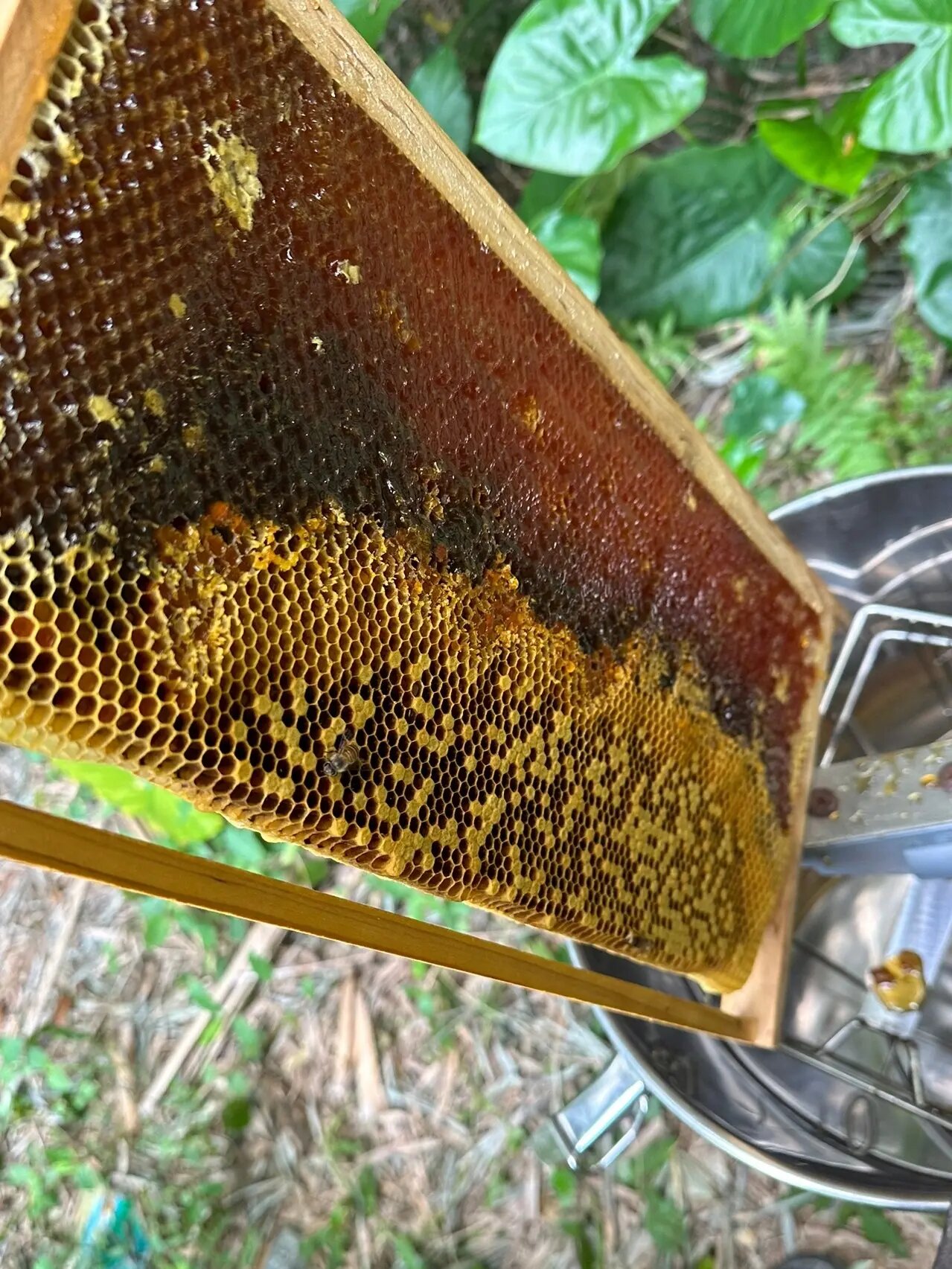 吃蜂蜜会不会胖(吃蜂蜜到底会不会长胖) 吃蜂蜜会不会胖(吃蜂蜜到底会不会长胖)