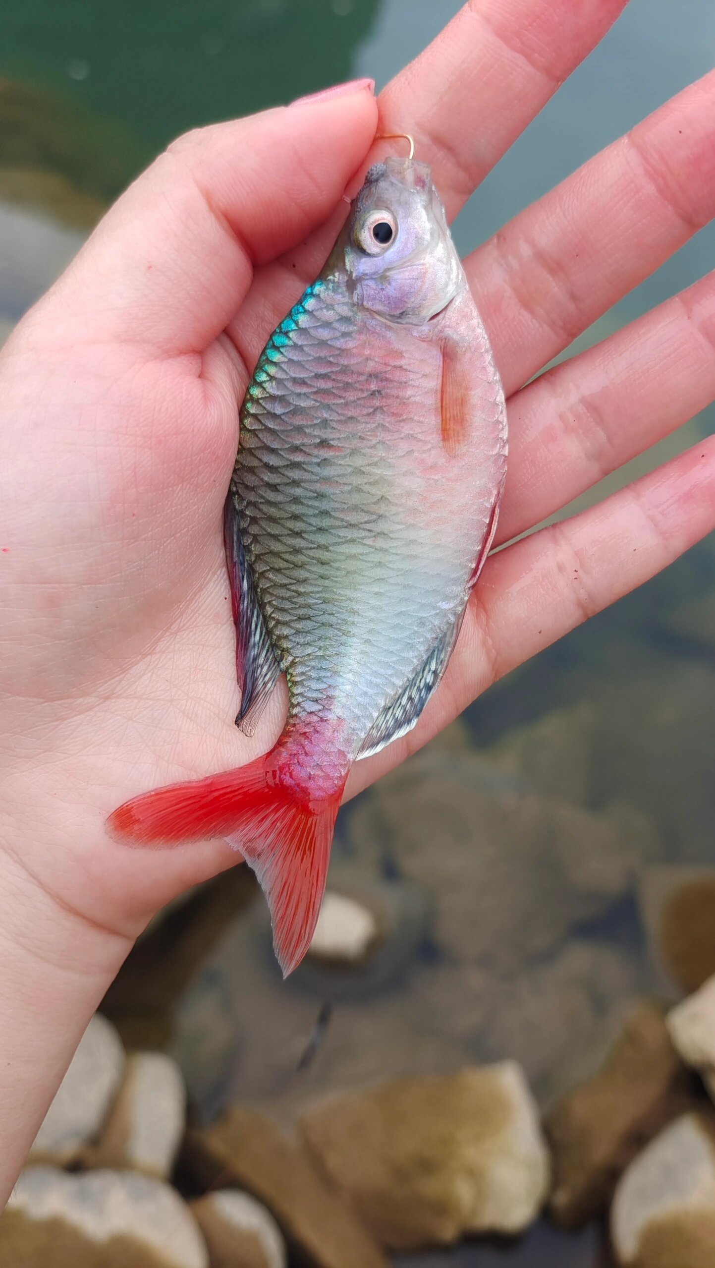 大鳑鲏