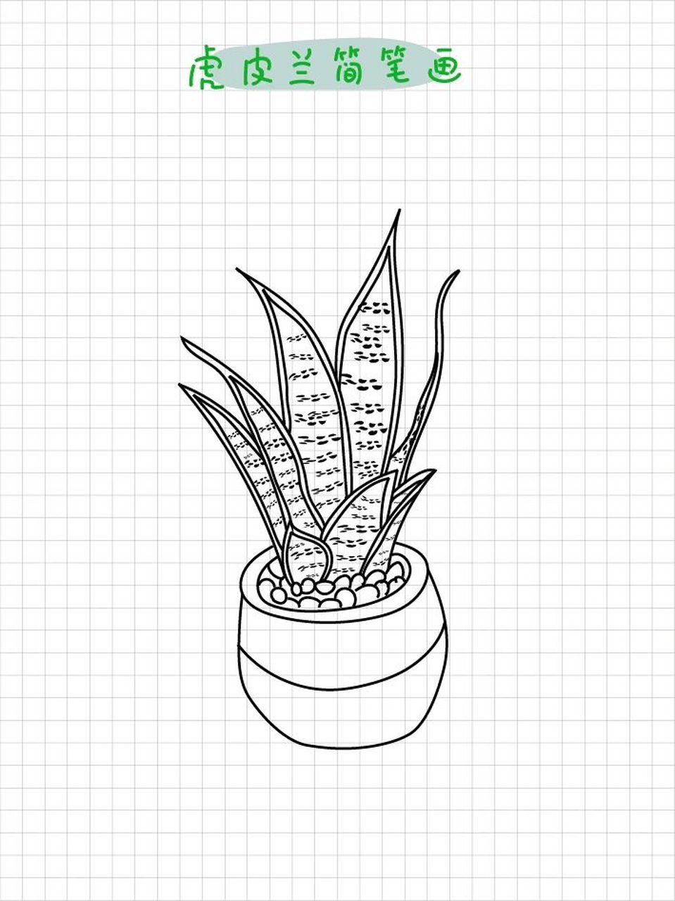 虎皮兰简笔画步骤   🎍千里之行始于足下,由简单到丰富学起来