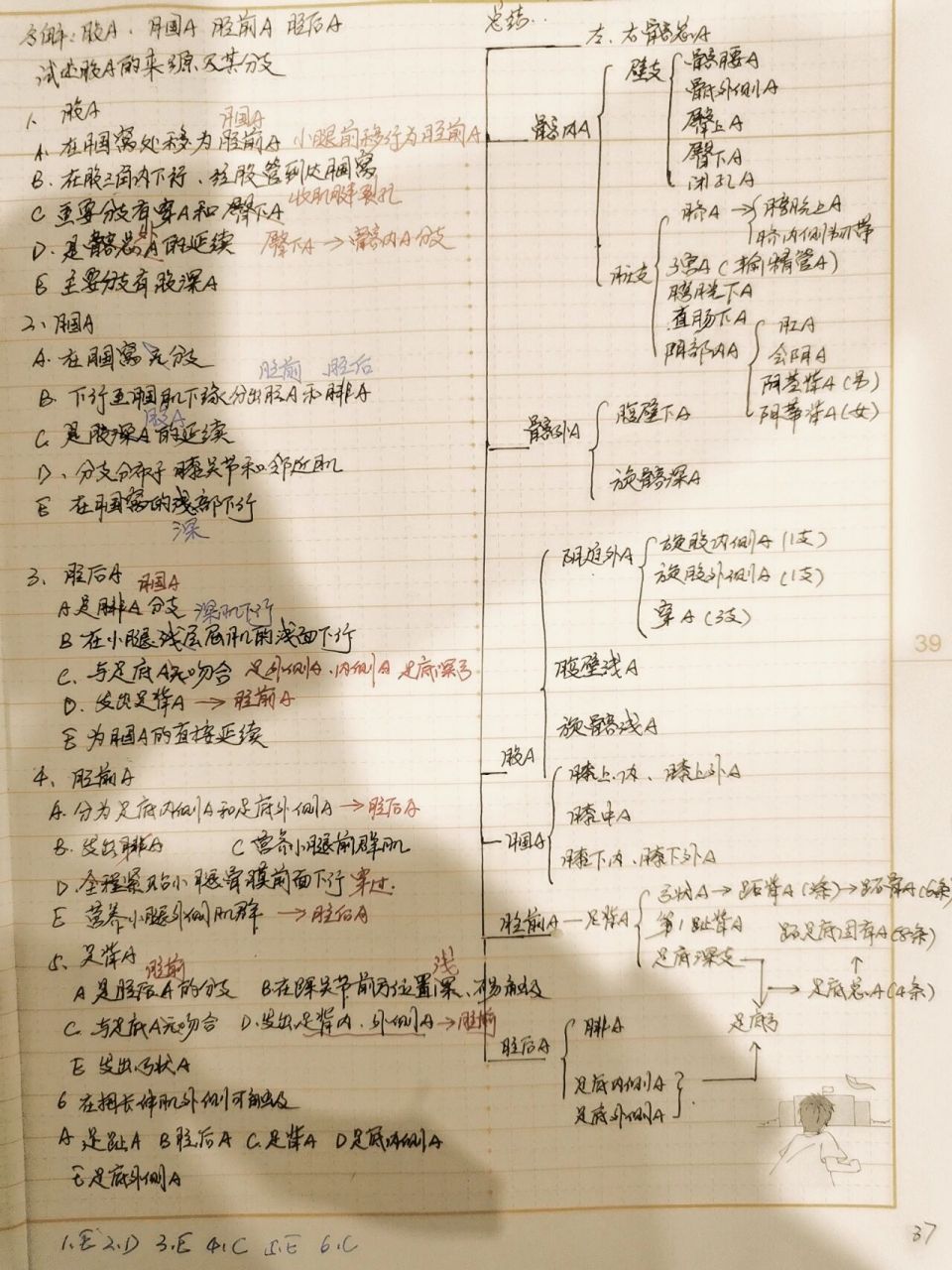 系统解剖学—脉管系统—下肢动脉(股动脉,腘动脉,胫前动脉,胫后动脉)
