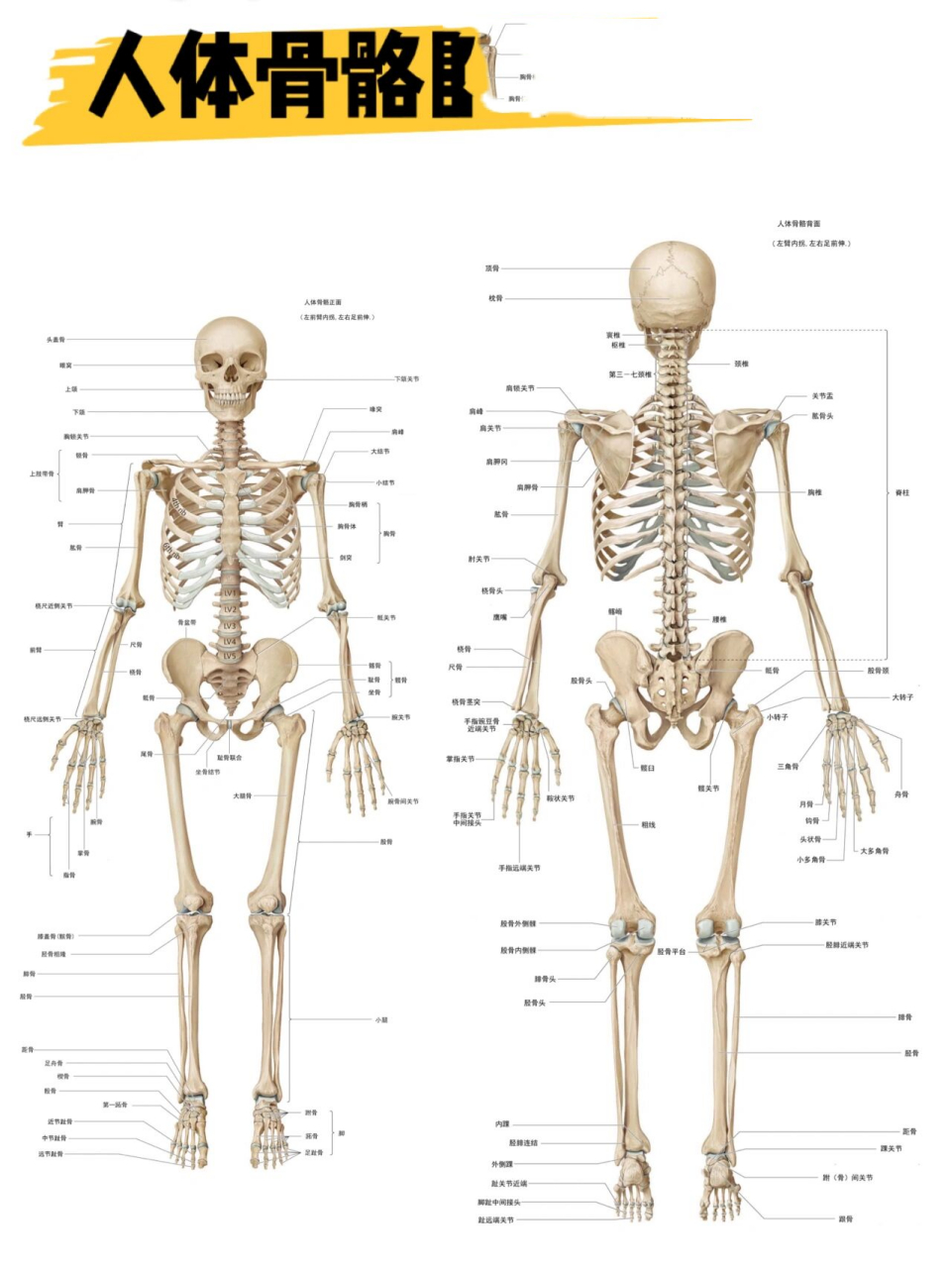 人体骨骼背面高清图图片