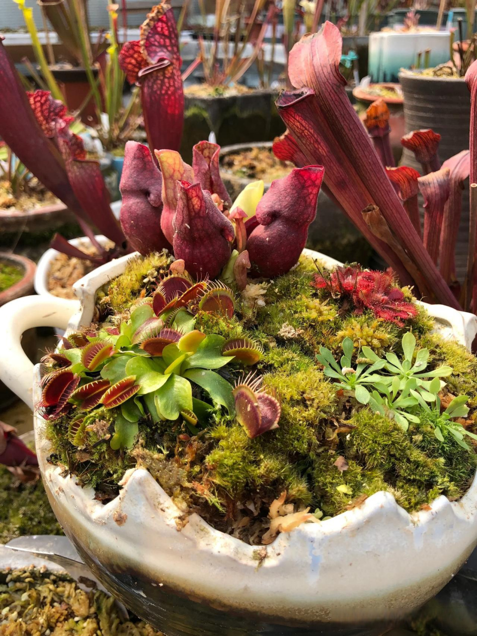 微景观 食虫植物 奇花异草 做了几个食虫植物组合盆栽大家有喜欢食虫