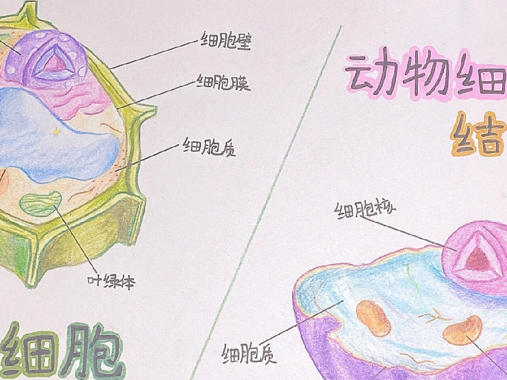 生物绘画图细胞图片