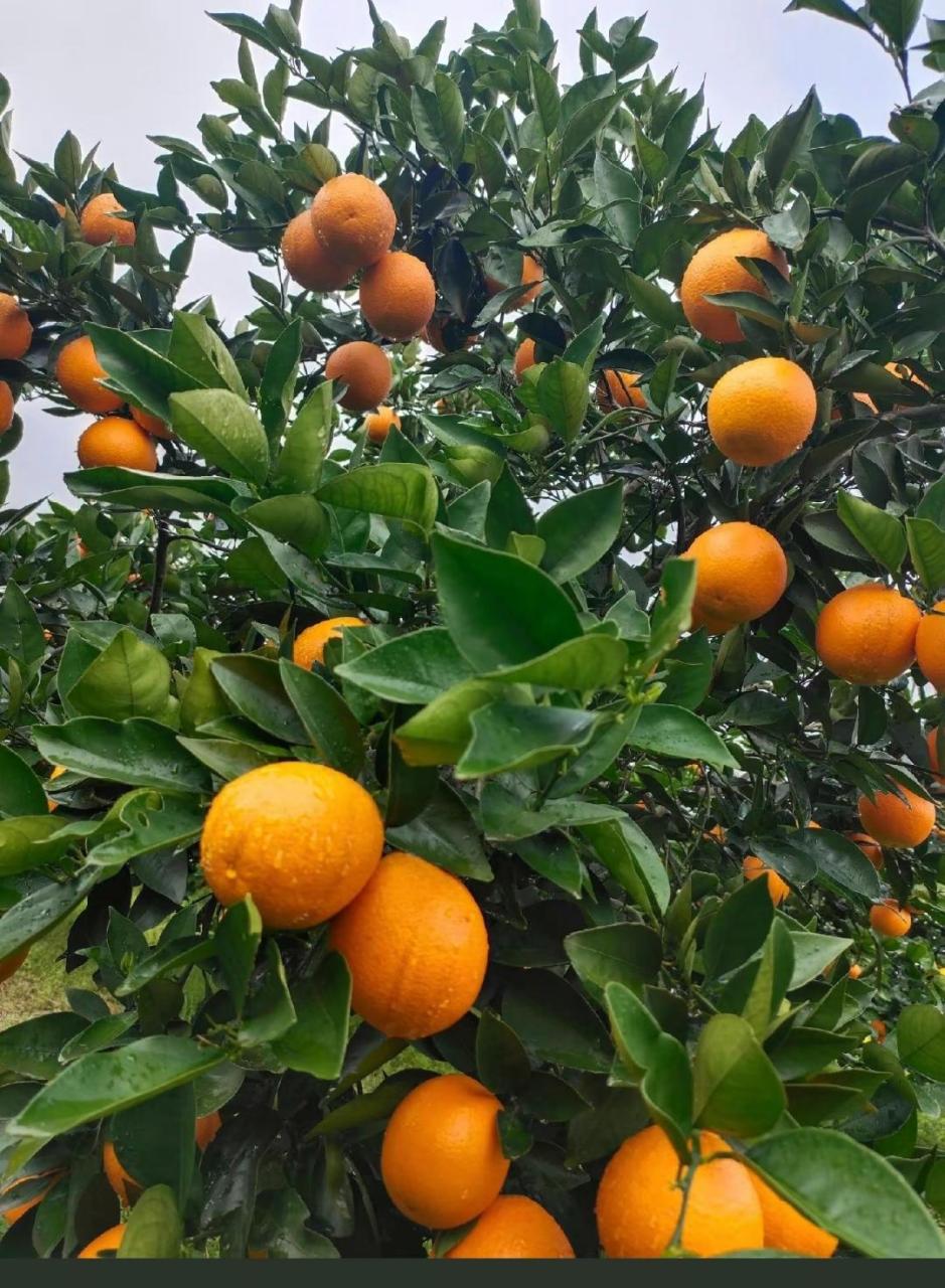 15万斤夏橙,1.8块钱,70以上百分之八十,果面干净,口感好,硬度好.